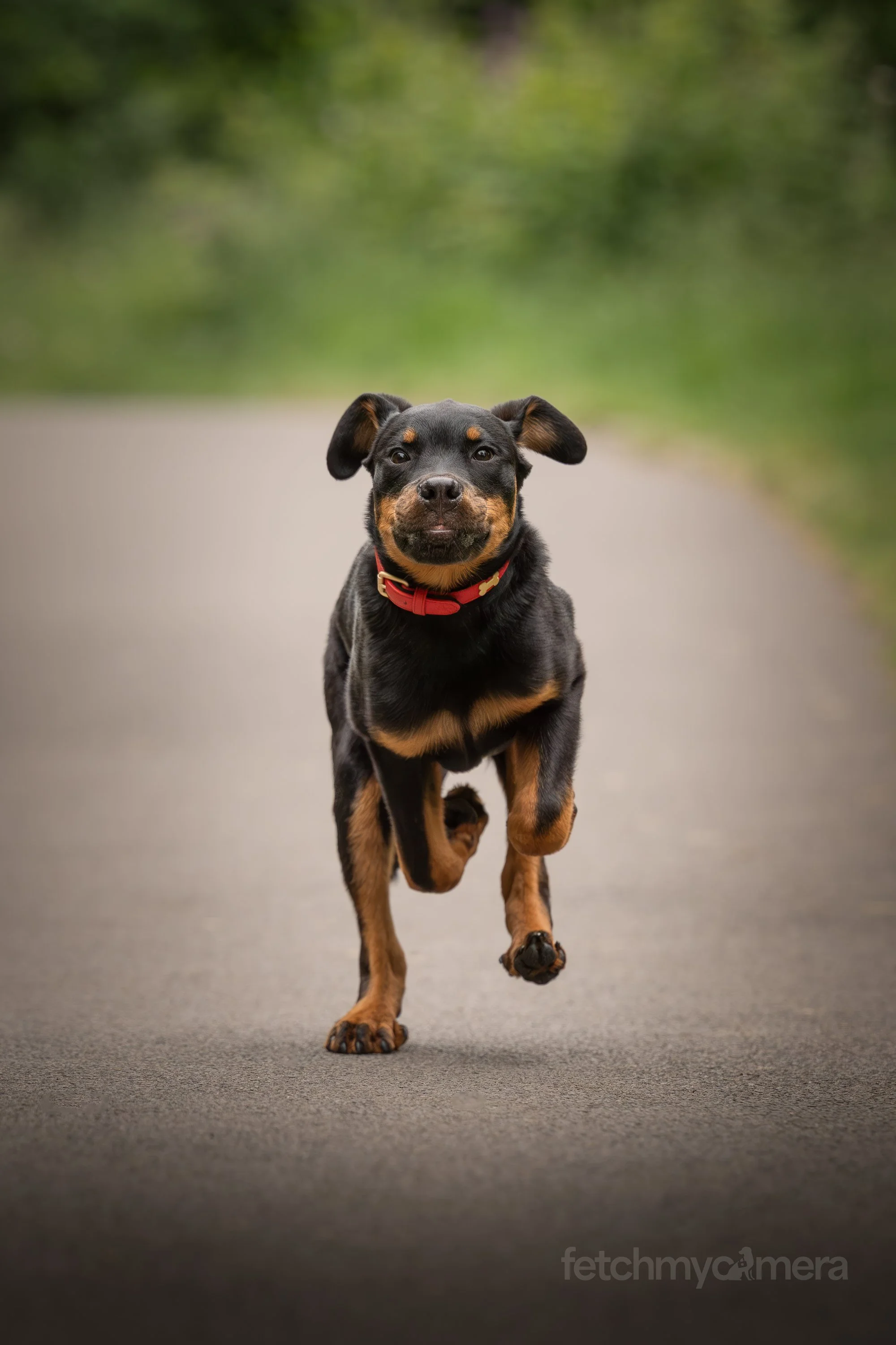 rottweiler puppy action running photo