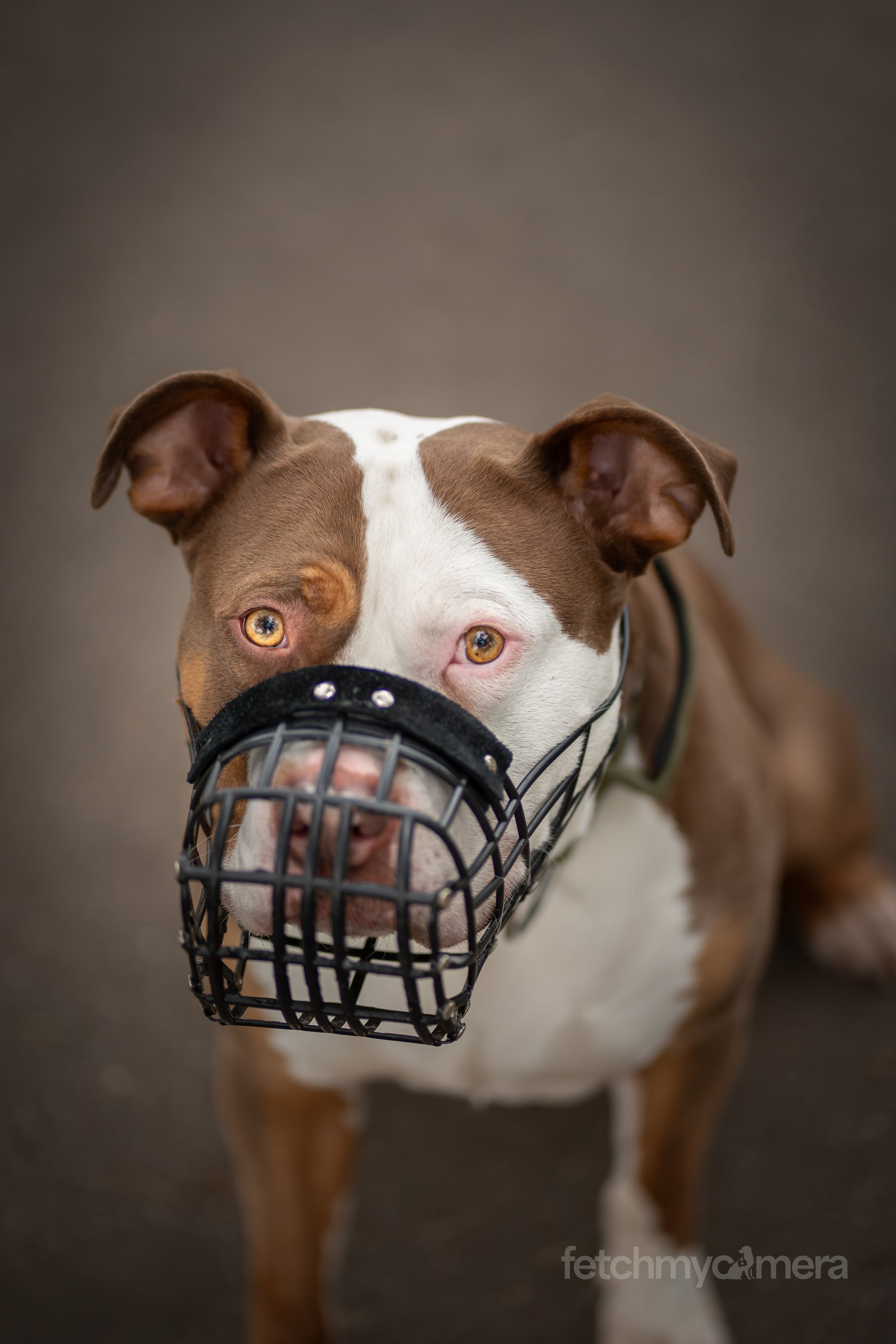 Doug the XL Bully