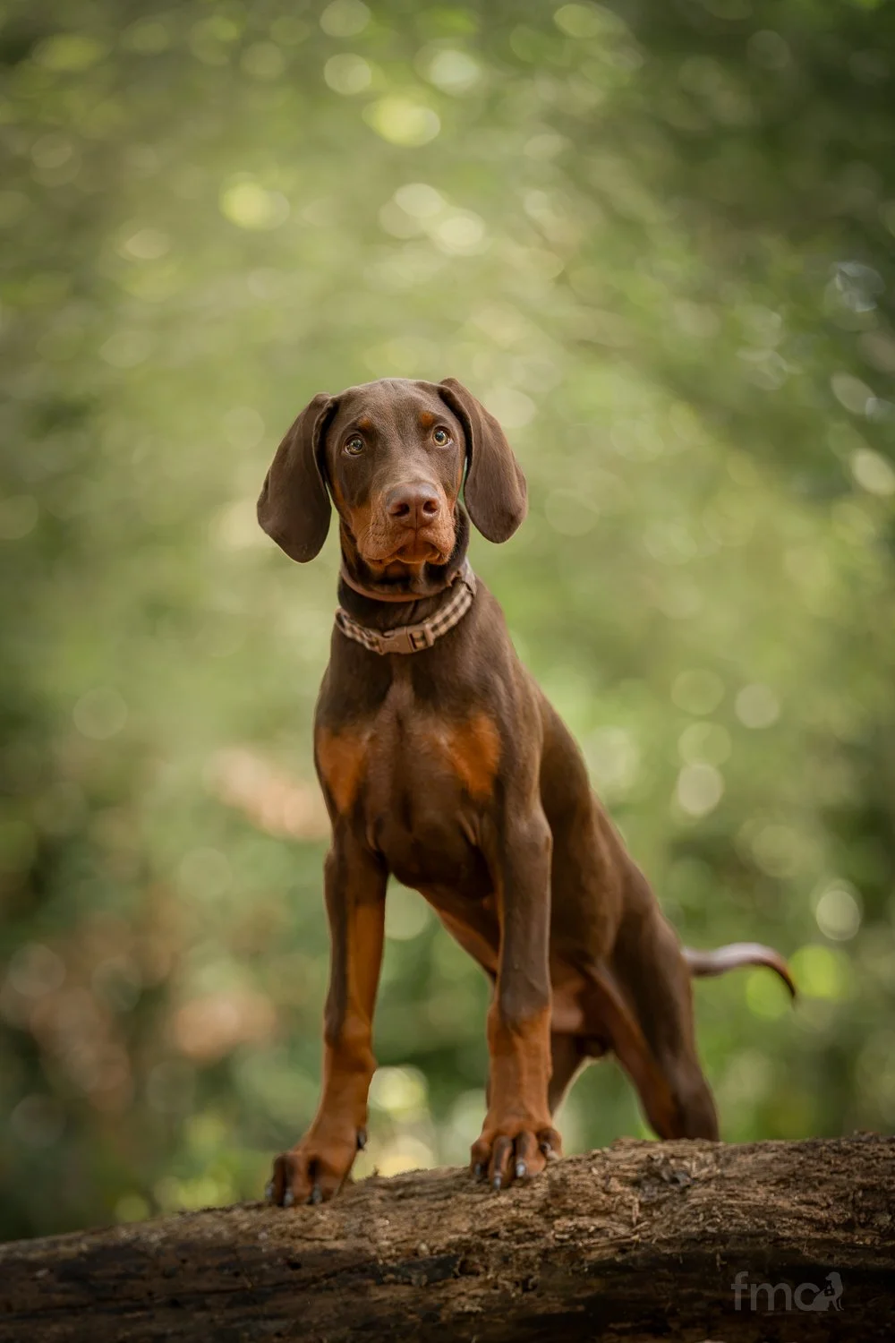 Brown Doberman puppy standing on log