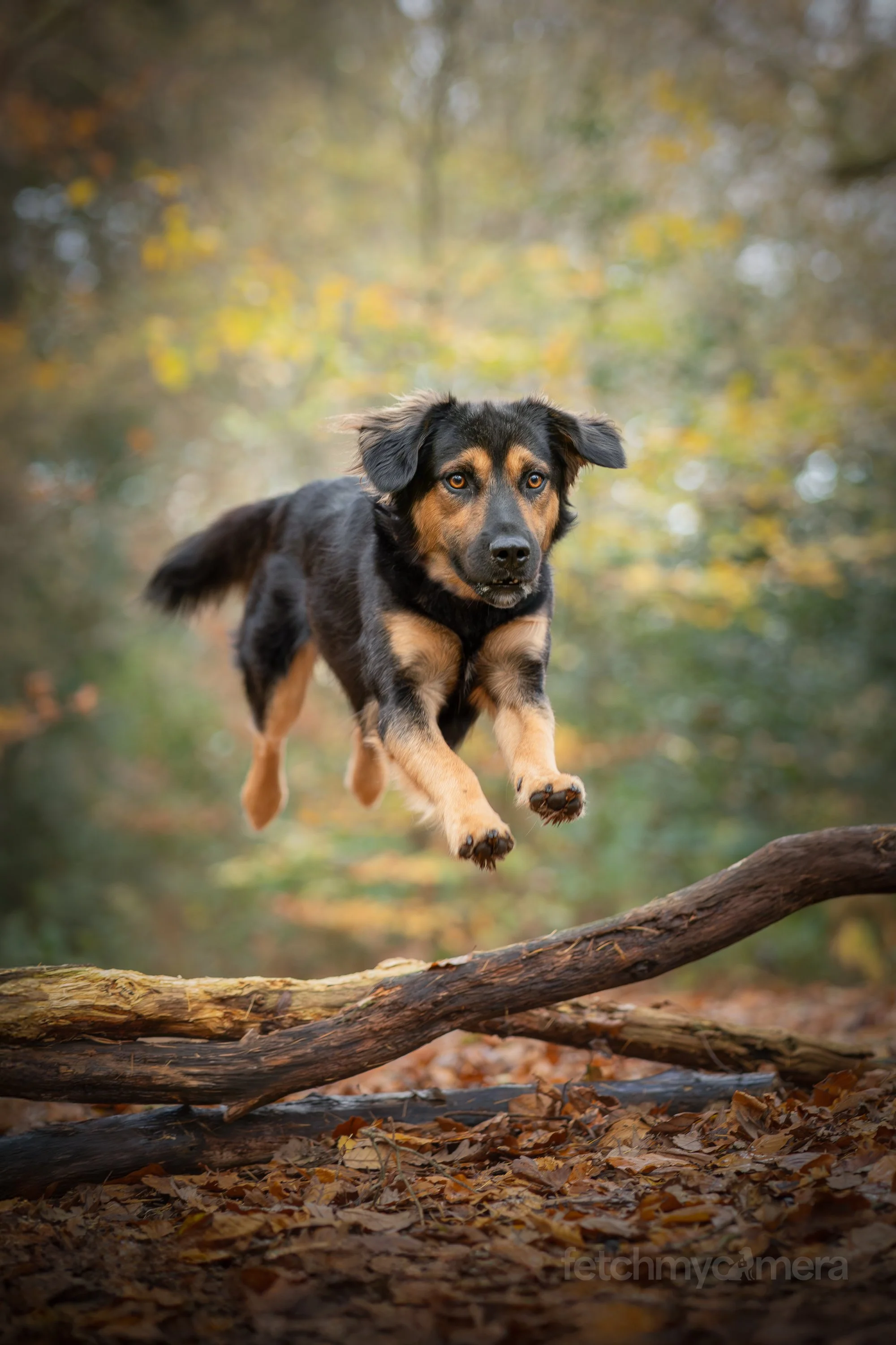 Paddington from Peru jumping over log