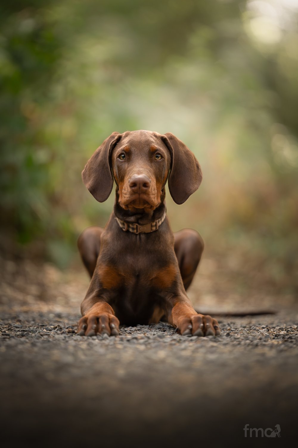 Brown Doberman puppy