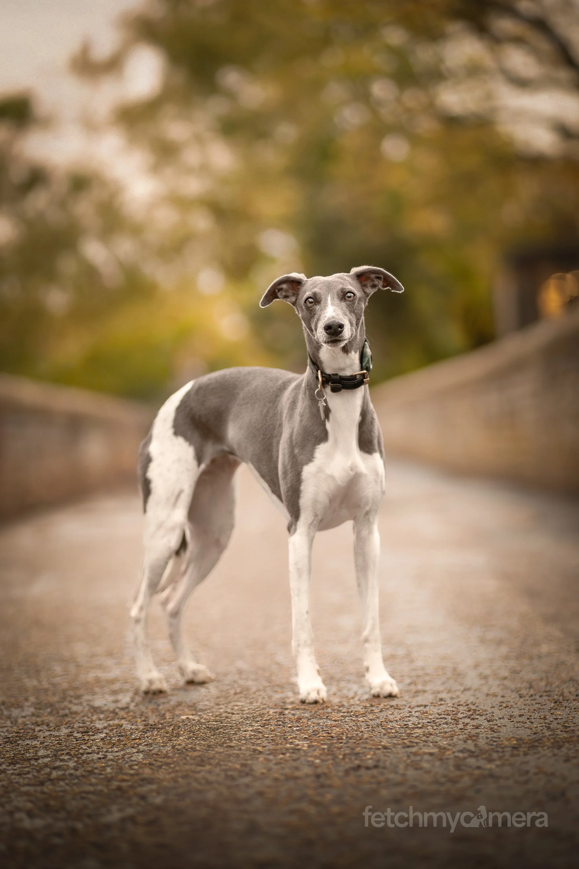 Adam James and his Whippet Margot