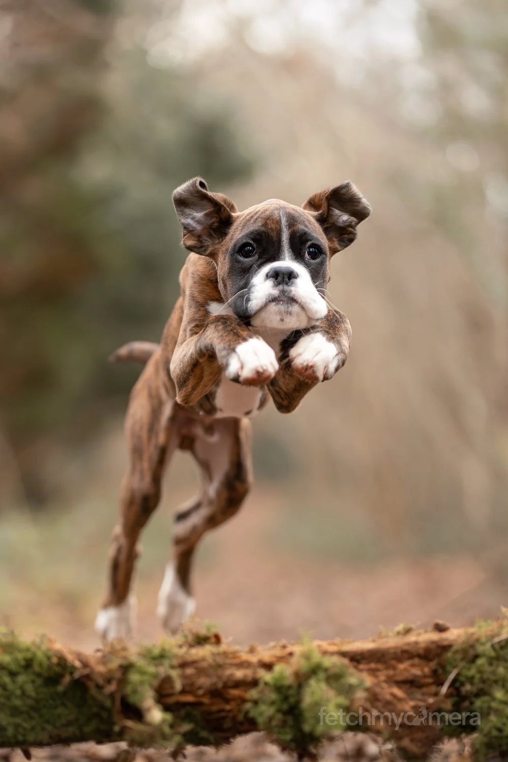 Boxer puppy jumping over a log