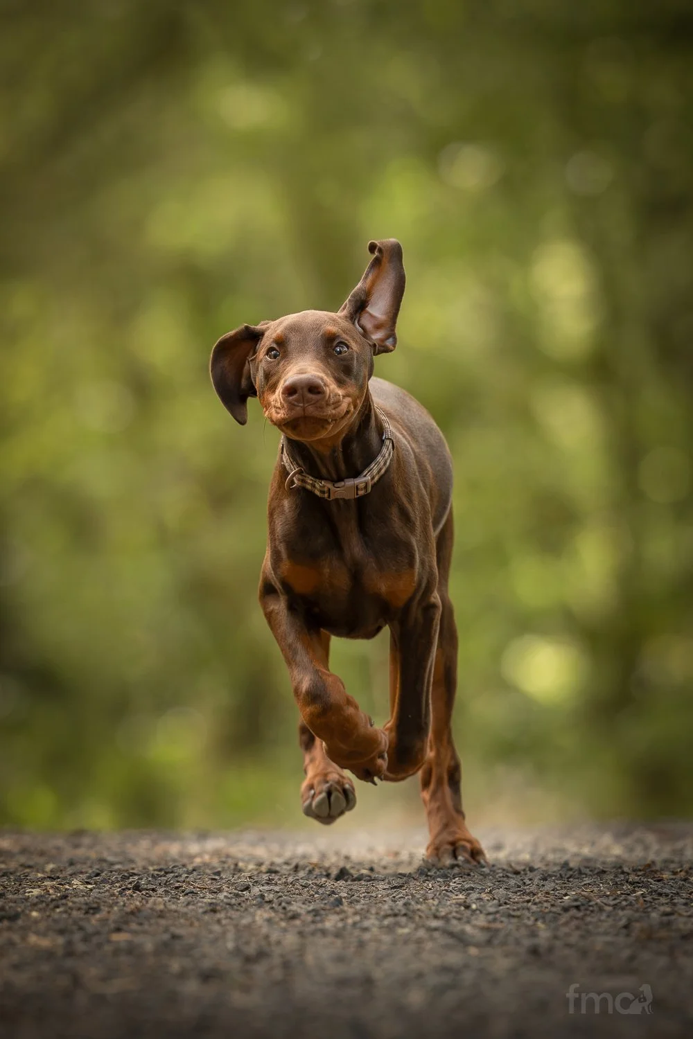 Brown Doberman puppy running action shot