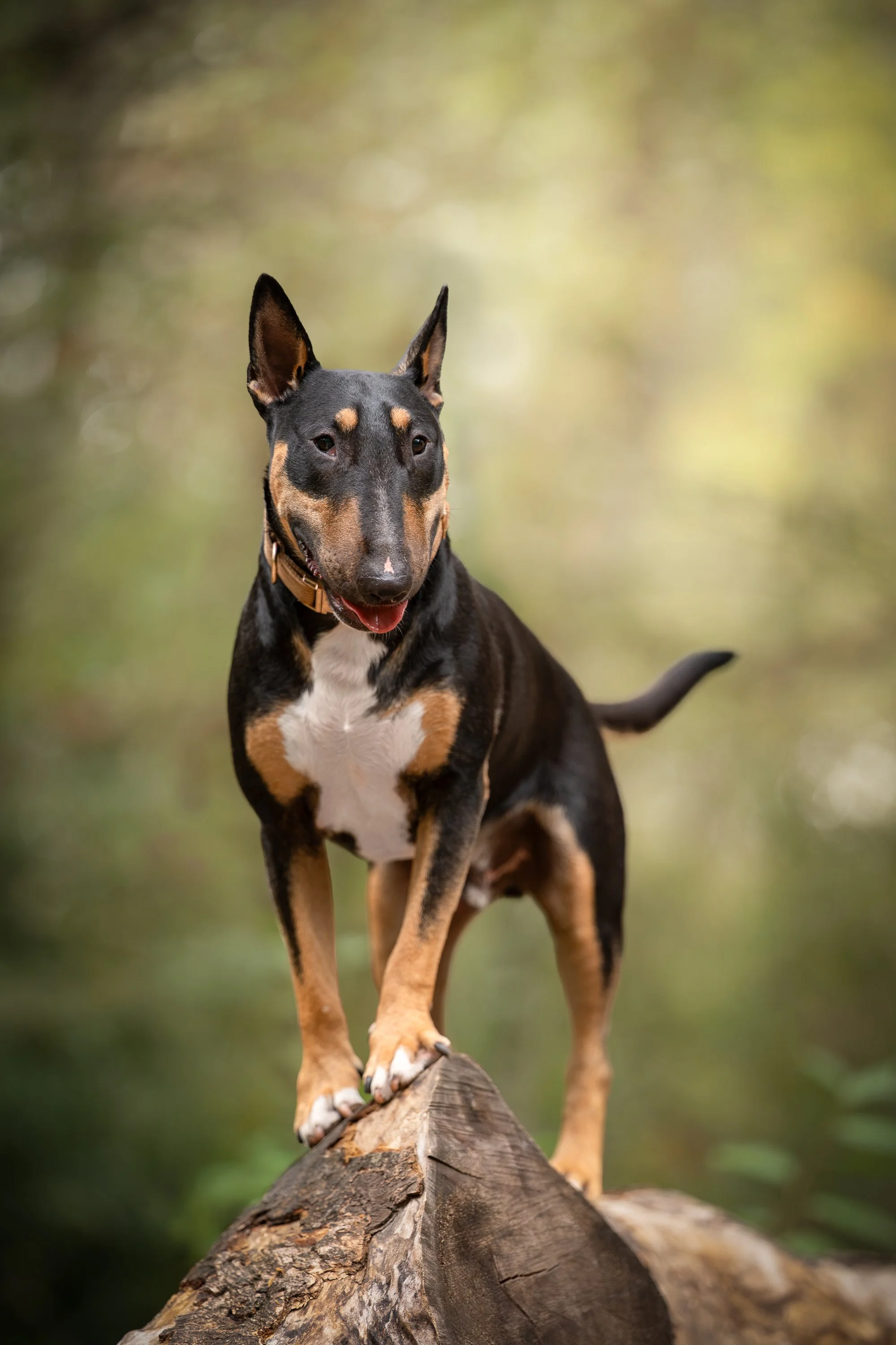 Tri colour English bull terrier standing on log