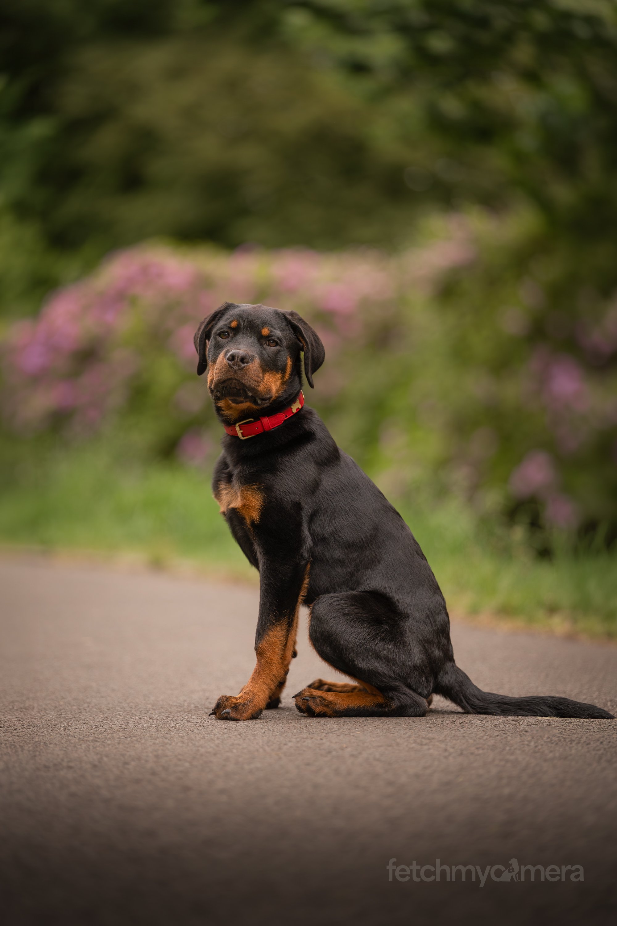 rottweiler puppy