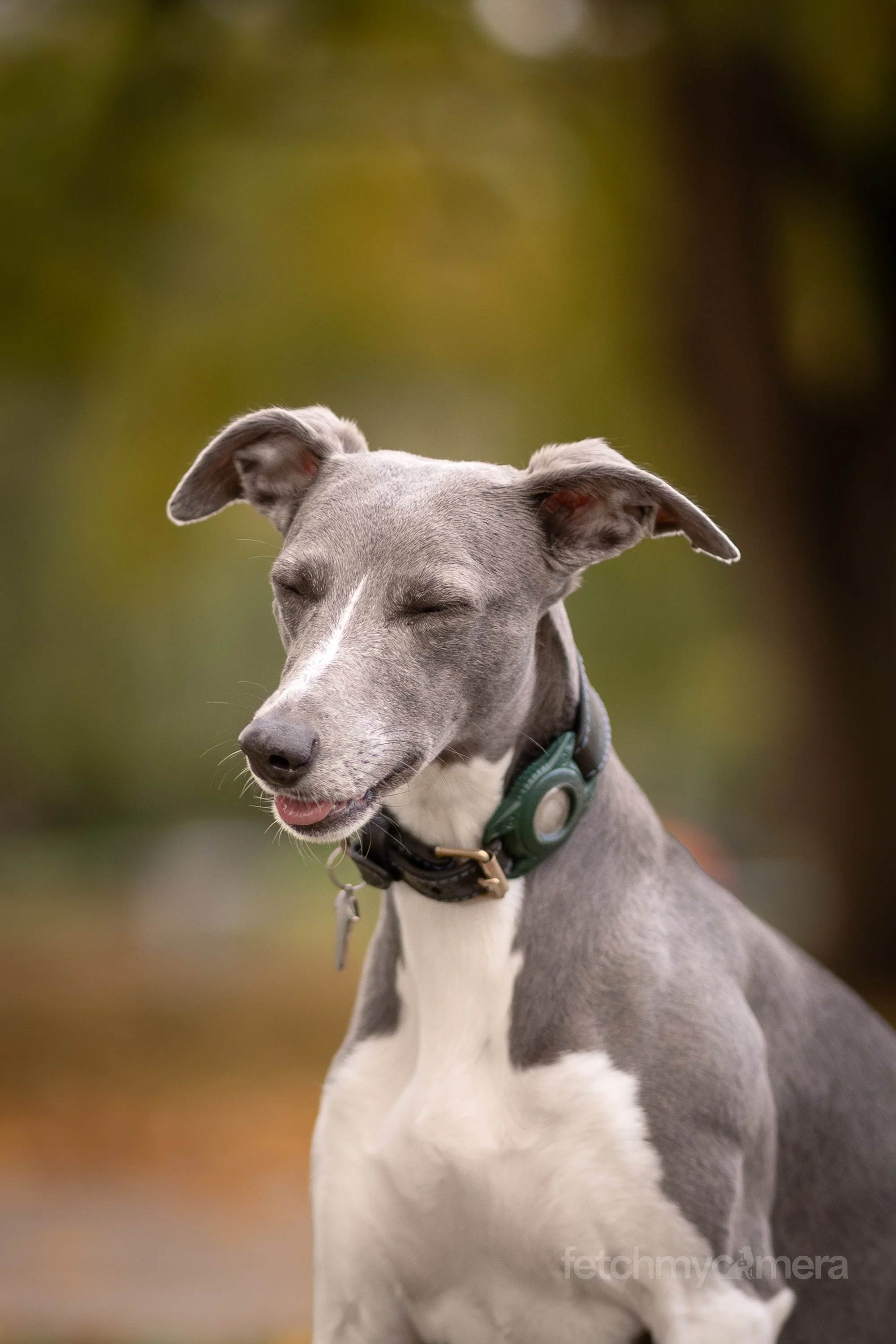Adam James and his Whippet Margot