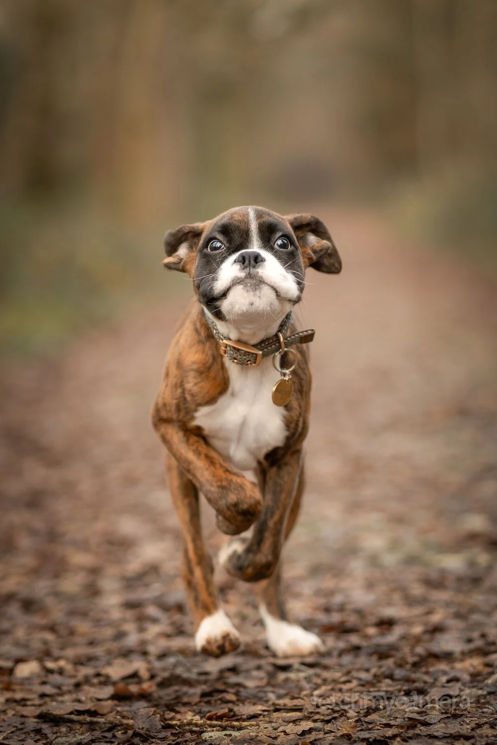 Boxer puppy running towards camera action shot