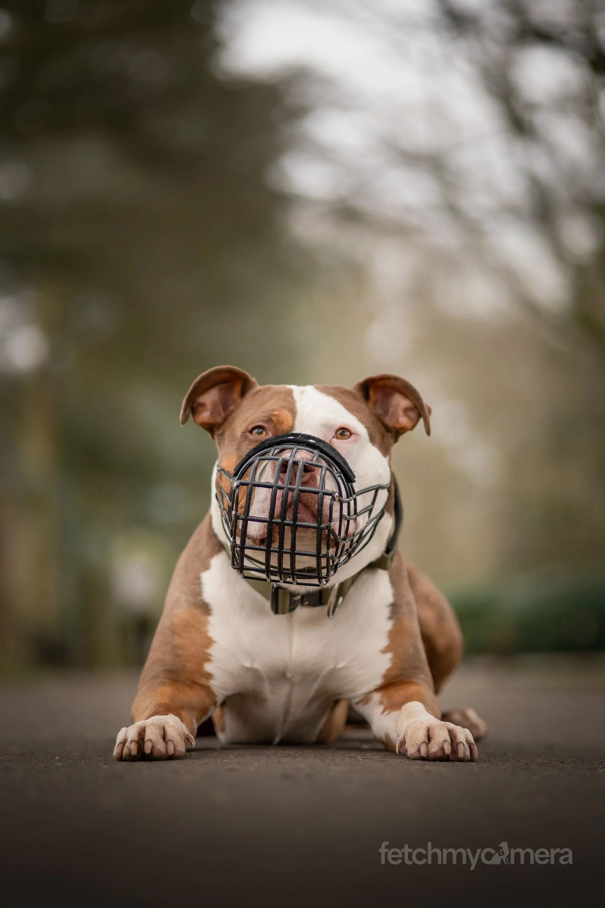 Doug the XL Bully