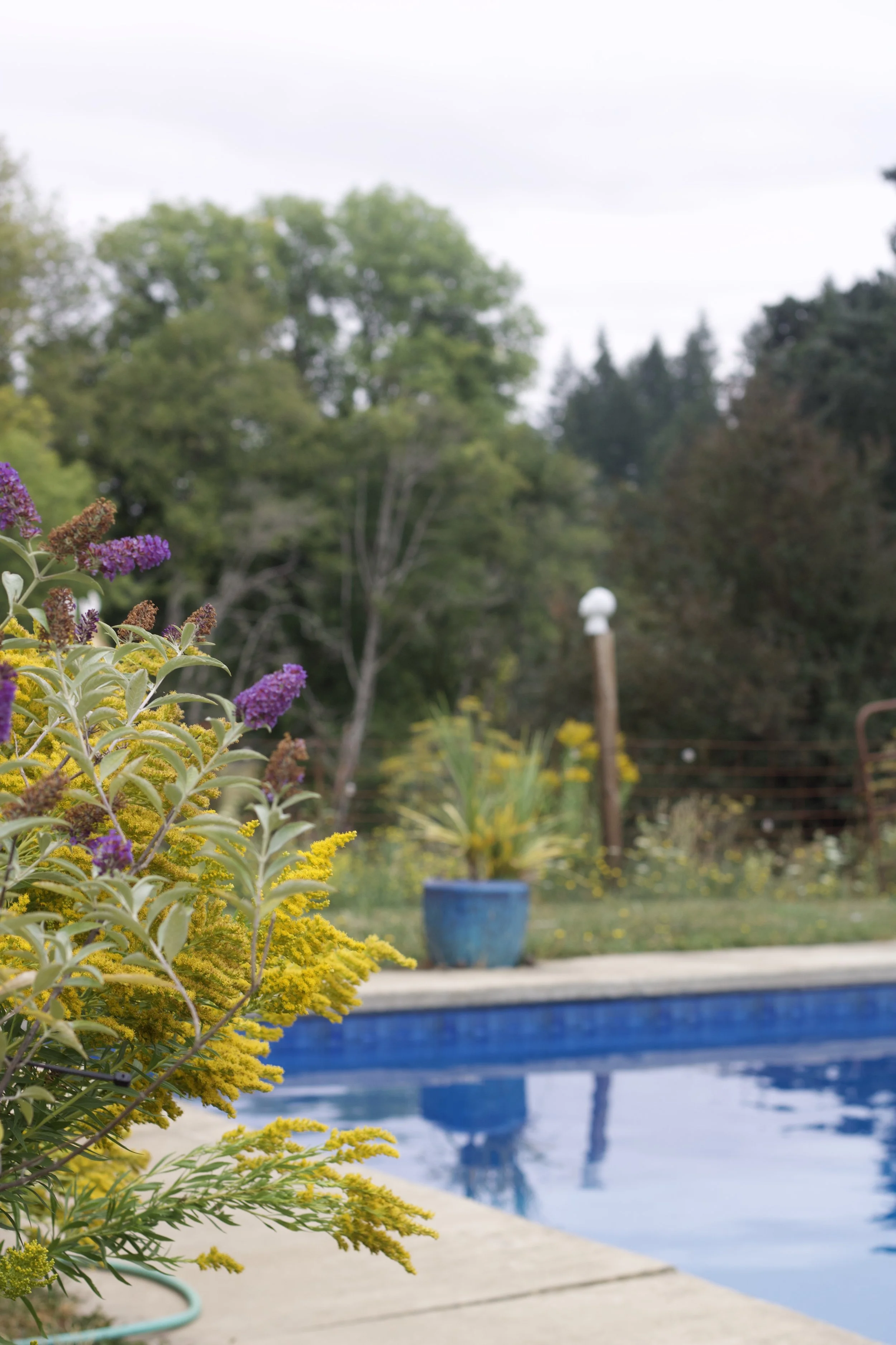 Colorful flowers in the foreground near a swimming pool with a blue planter and trees in the background.