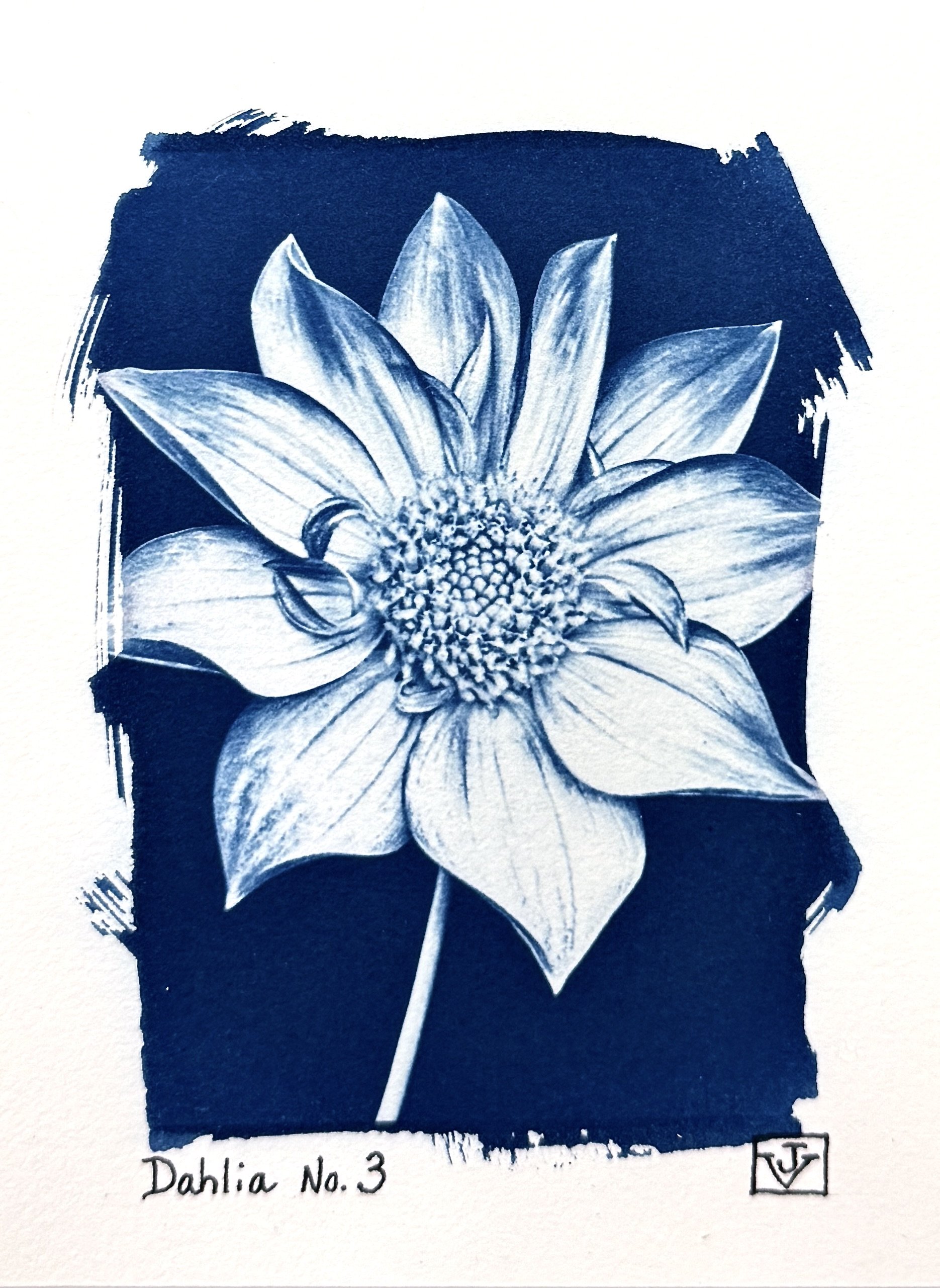 Dahlia: No. 3