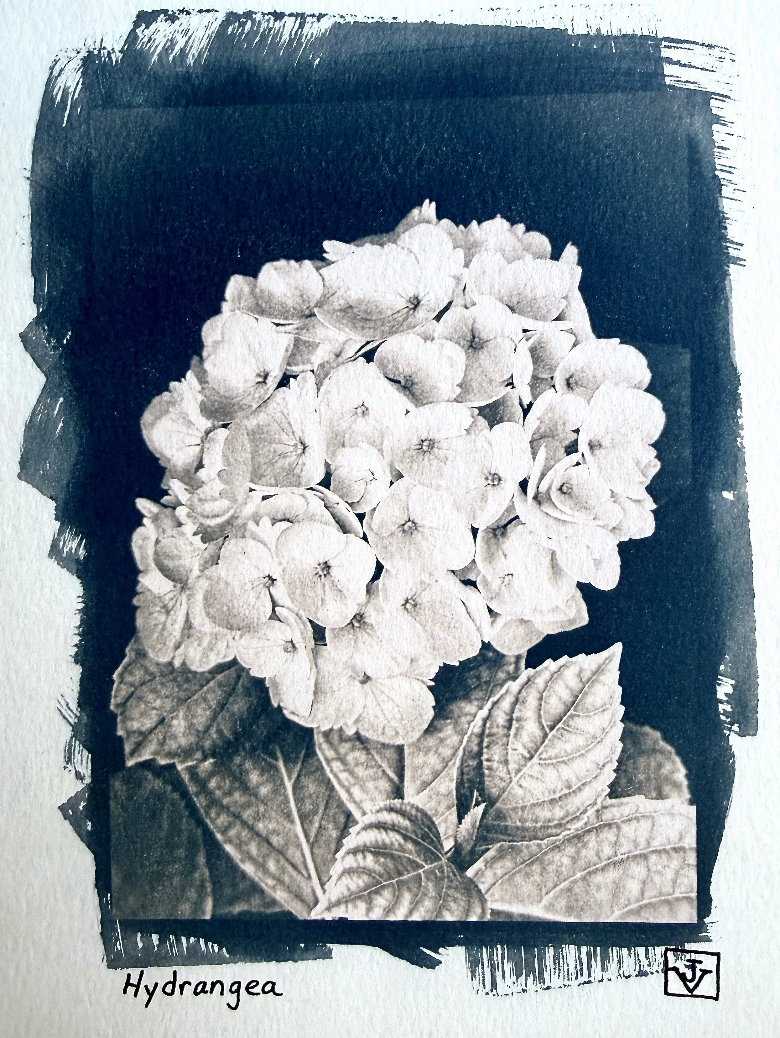 Hydrangea, Toned in black tea