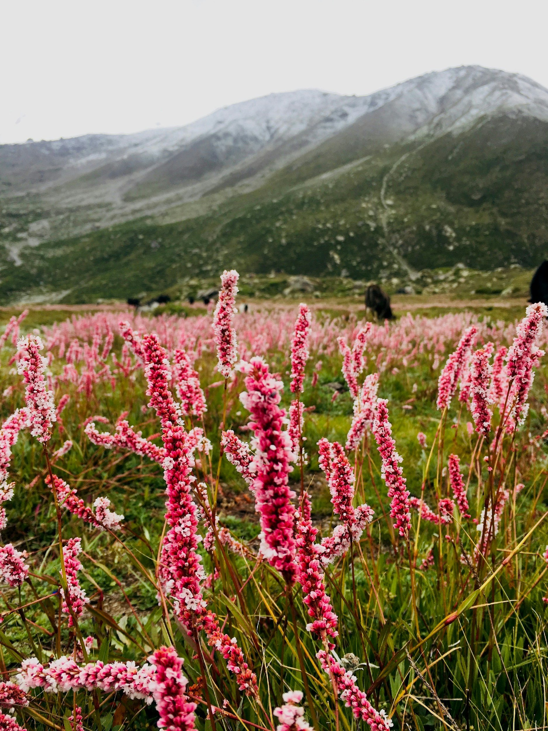 Pink and white wildflowers in a mountain meadow with green slopes and snow-capped peaks in the background.