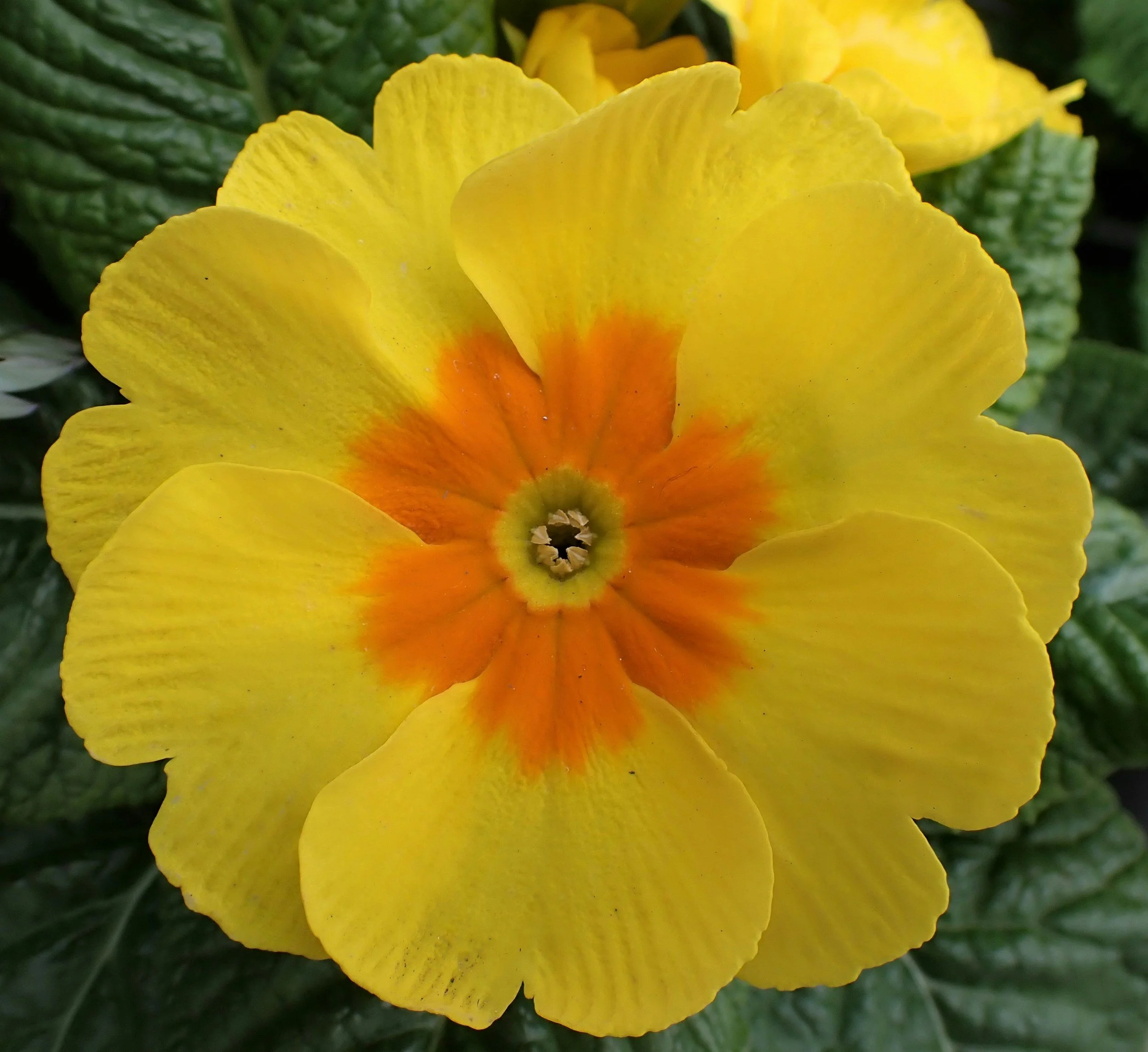 Close-up of a yellow flower with orange center and green leaves in background.