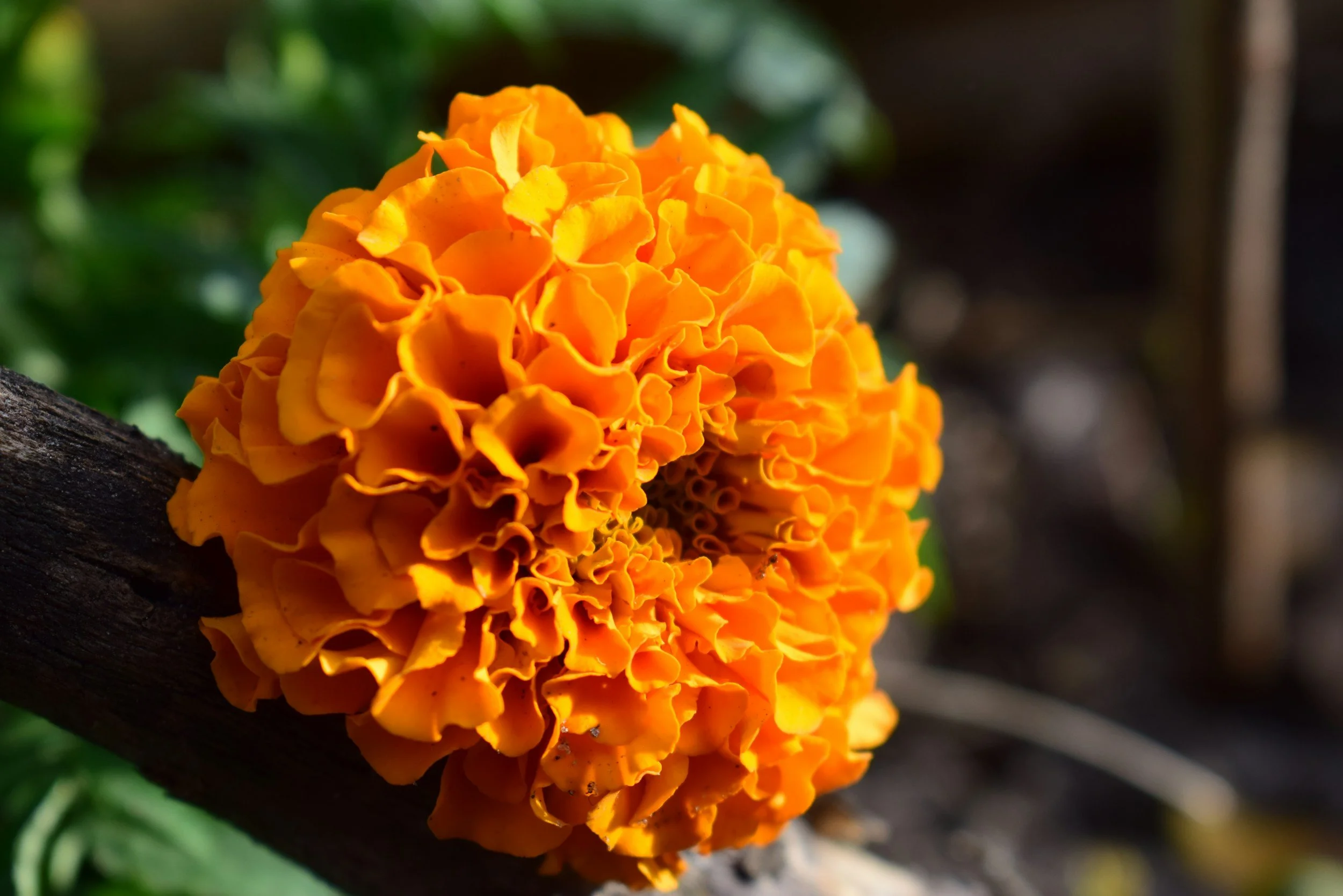 Close-up of a bright orange marigold flower attached to a dark brown branch with blurred green foliage in the background.