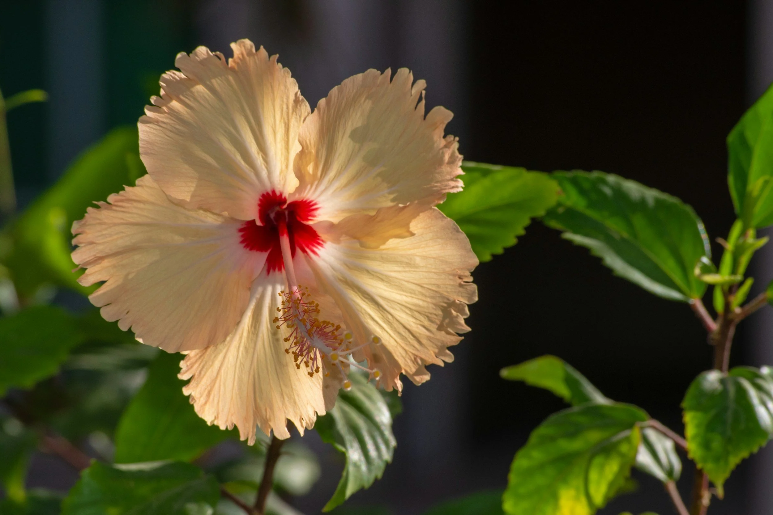 A close-up of a cream-colored hibiscus flower with red markings near the center, surrounded by green leaves.