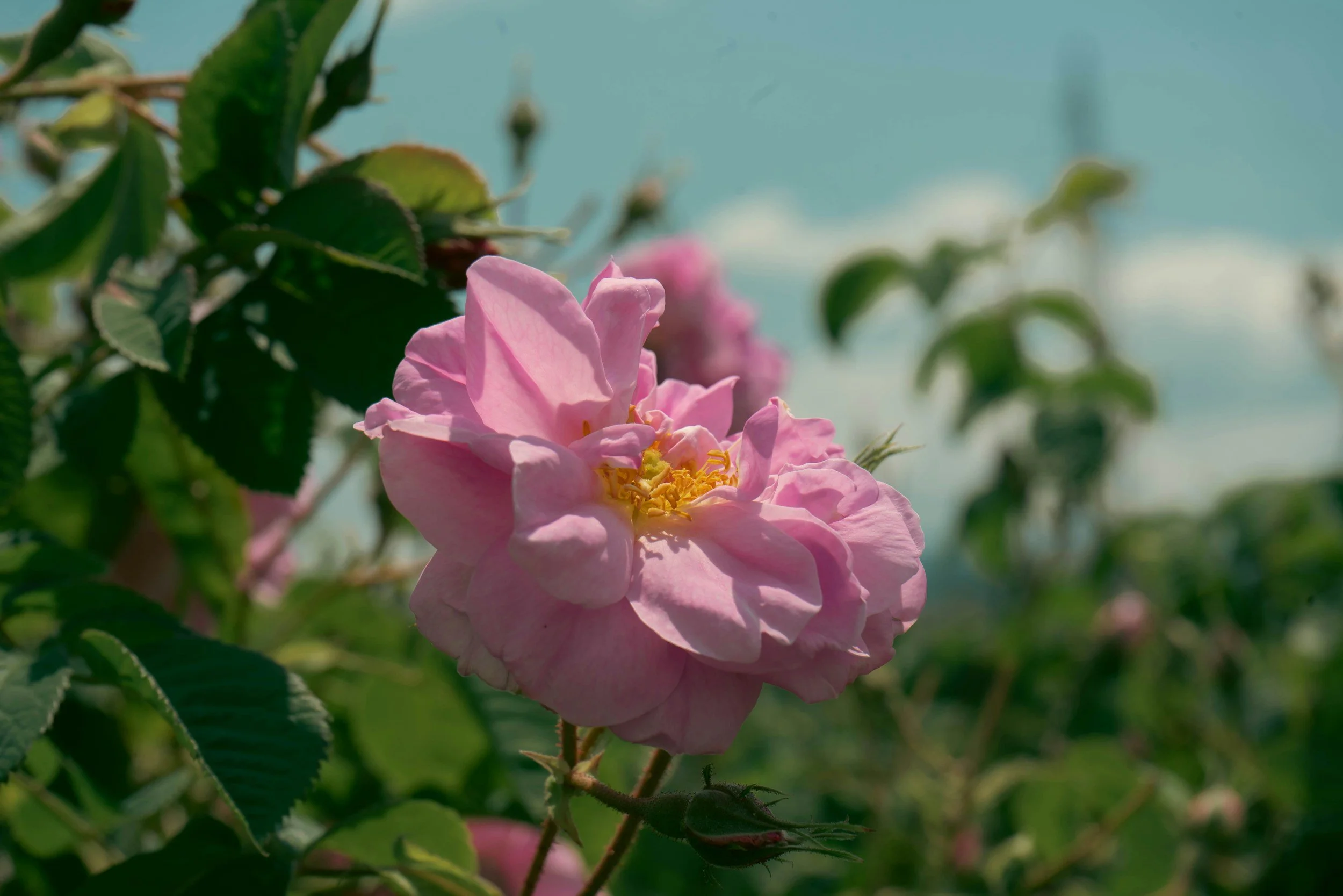 Close-up of a pink flower with yellow stamens, surrounded by green leaves and set against a blue sky.