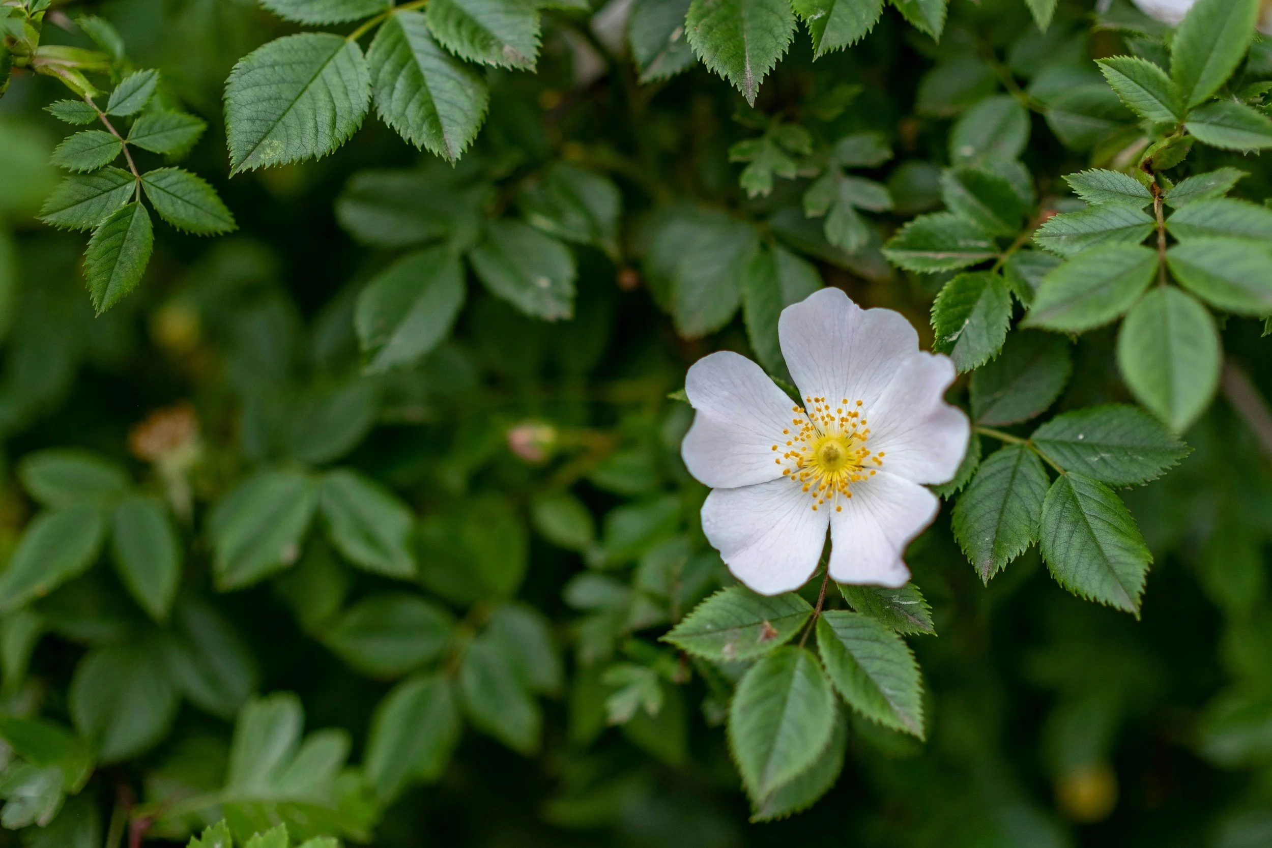 A white flower with yellow stamens surrounded by green leaves.