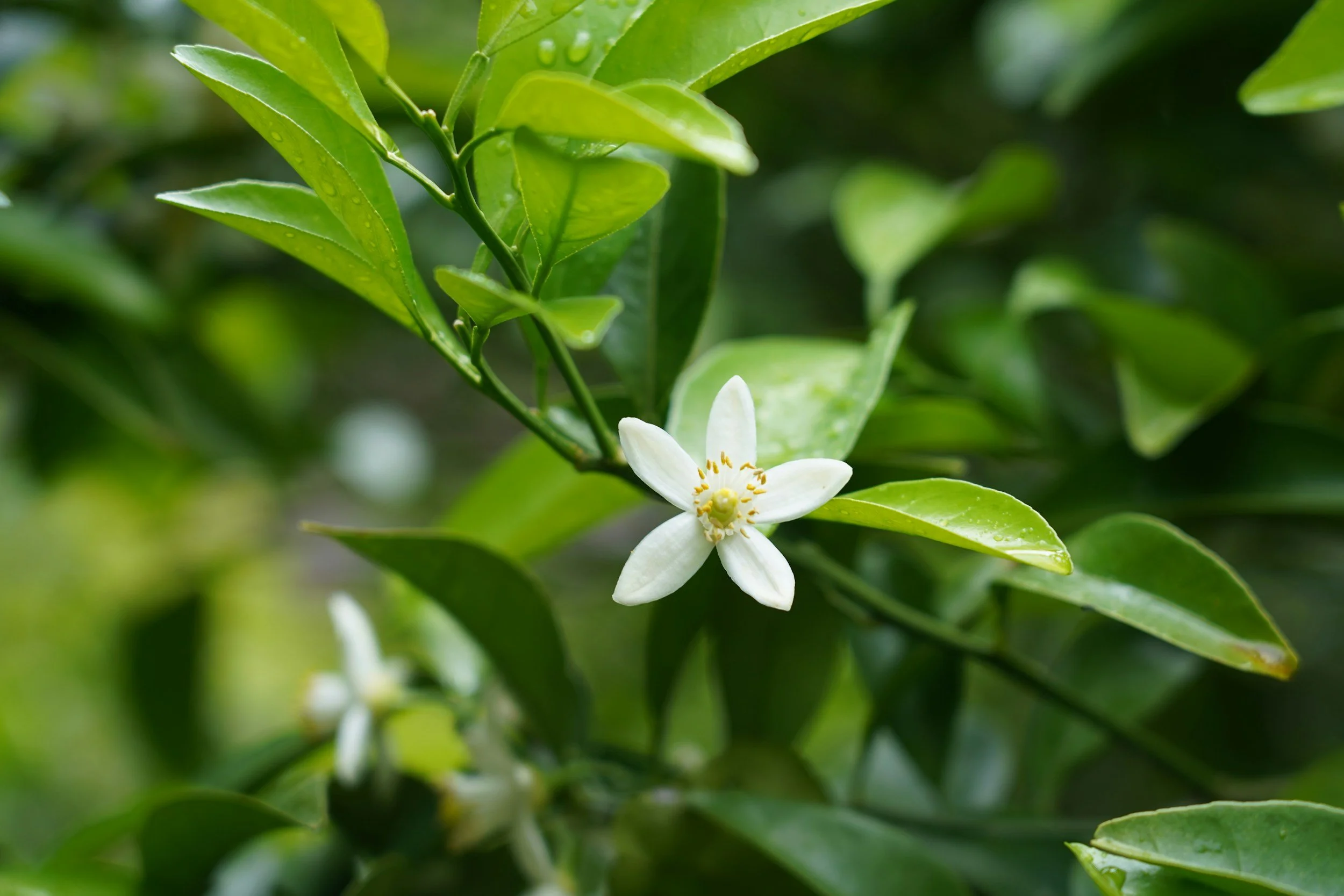 Close-up of a white flower with five petals and yellow stamens surrounded by glossy green leaves.