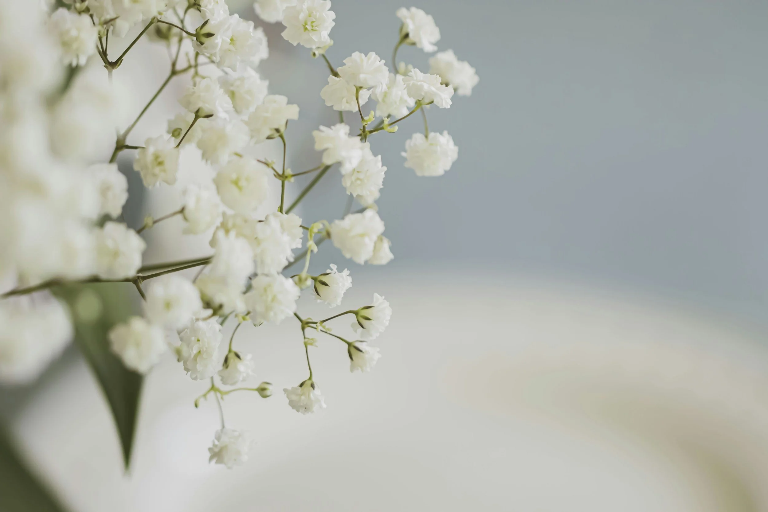 Close-up of white flowers with delicate petals against a soft blue-gray background.