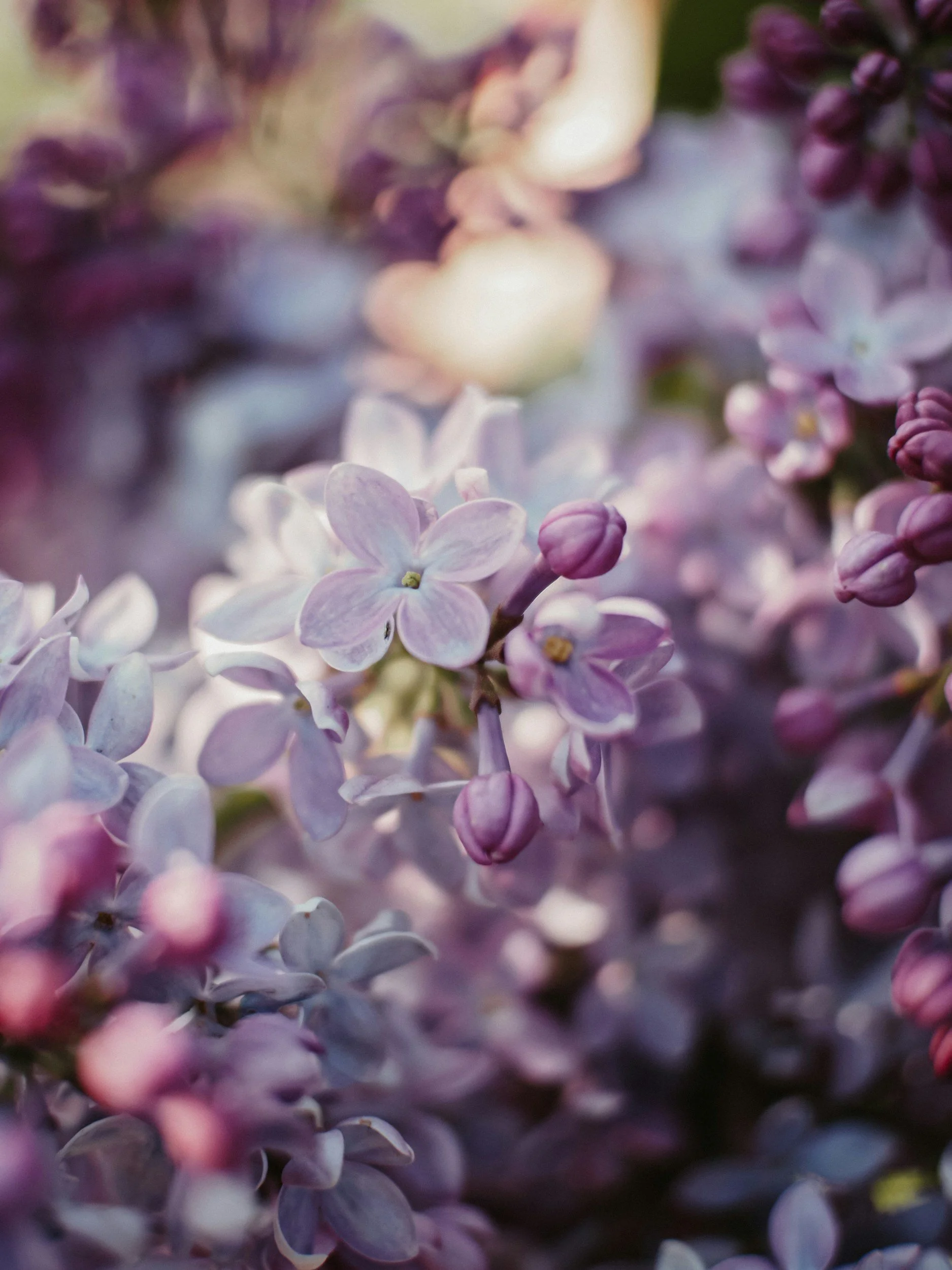 Close-up of purple lilac flowers and buds, with soft focus background.