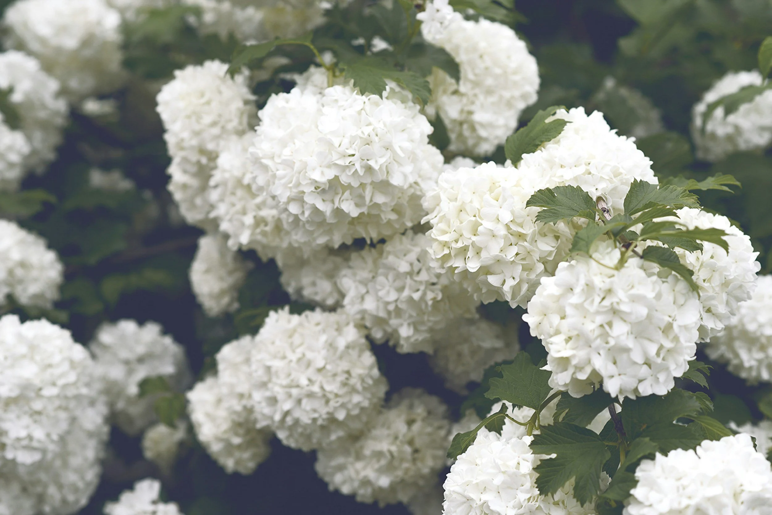Close-up of white hydrangea flowers with green leaves.