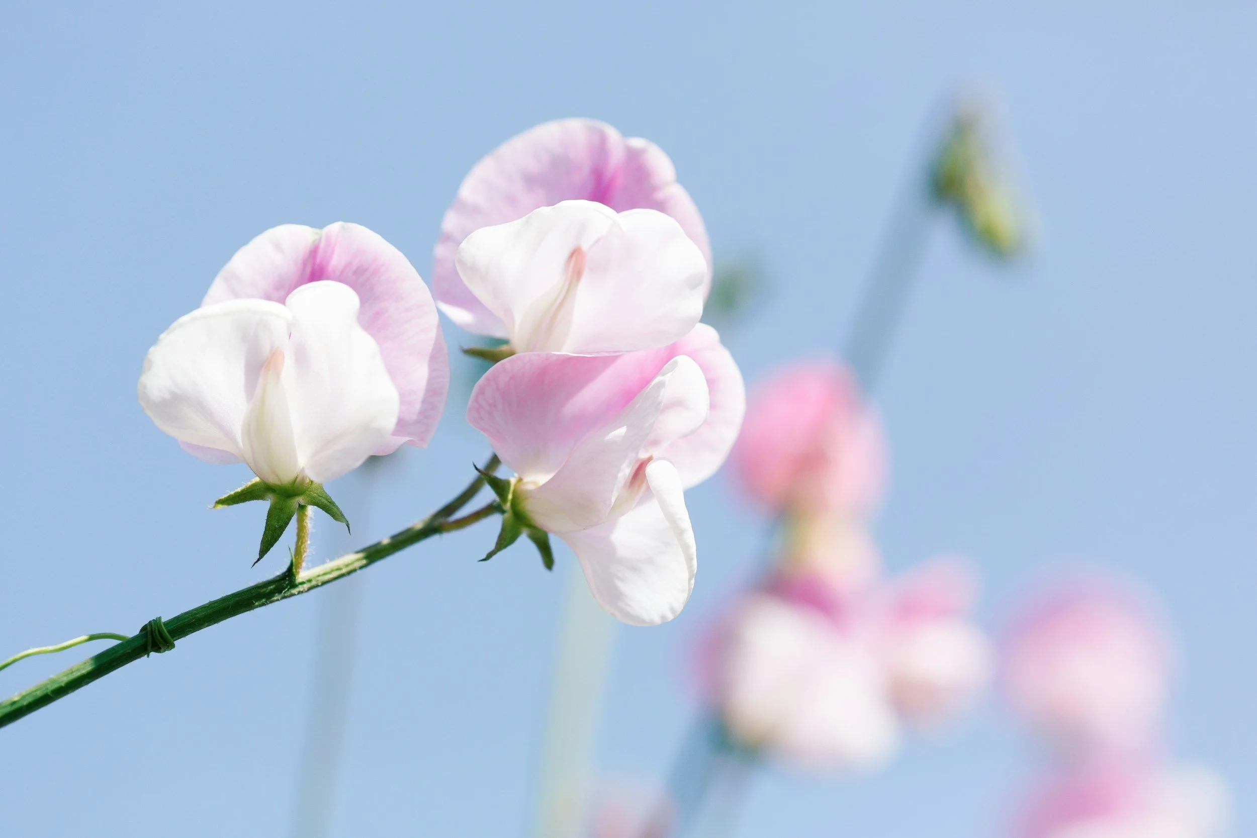 Close-up of a pink and white flower on a green stem against a blue sky background.