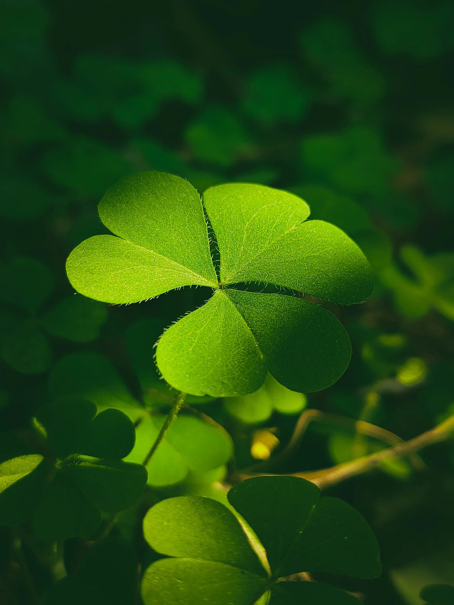 Close-up of green clover leaves with sunlight illuminating them, background blurred with more greenery.