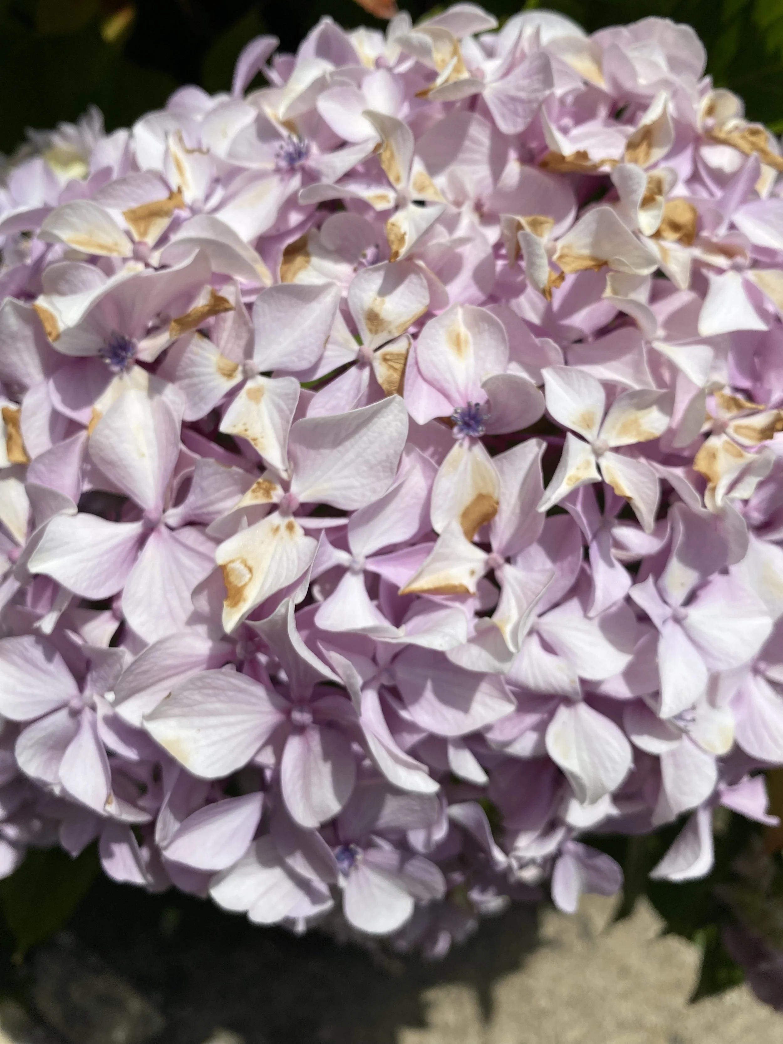 Close-up of a light purple hydrangea flower with some brown edges on the petals.