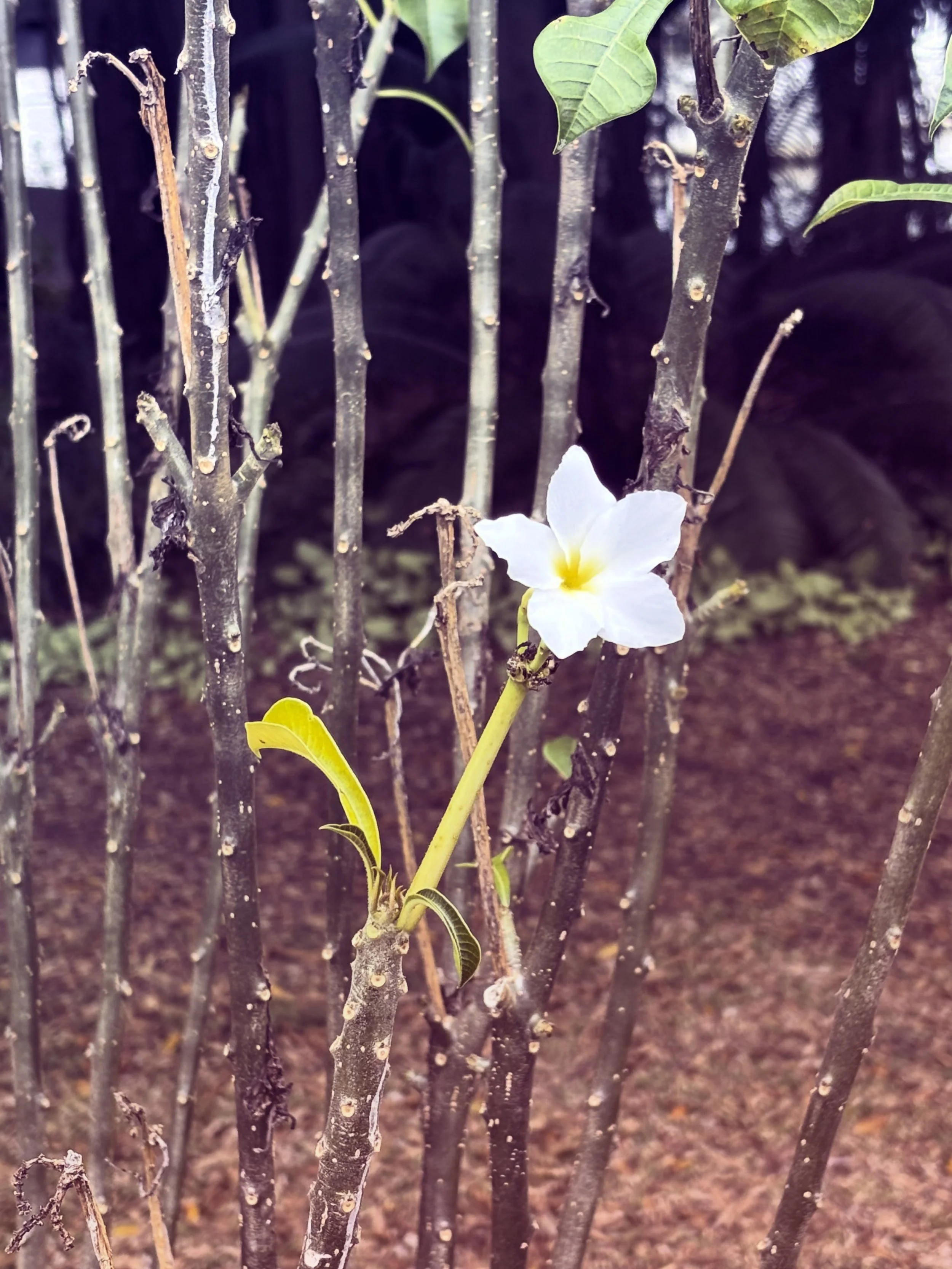 If you tend to a flower, it will bloom, no matter how many weeds surround it. 
~Matshona Dhliwayo

Ps. You&rsquo;re the flower.

#bloomanyway #brisbane #flowergram #soundhealing