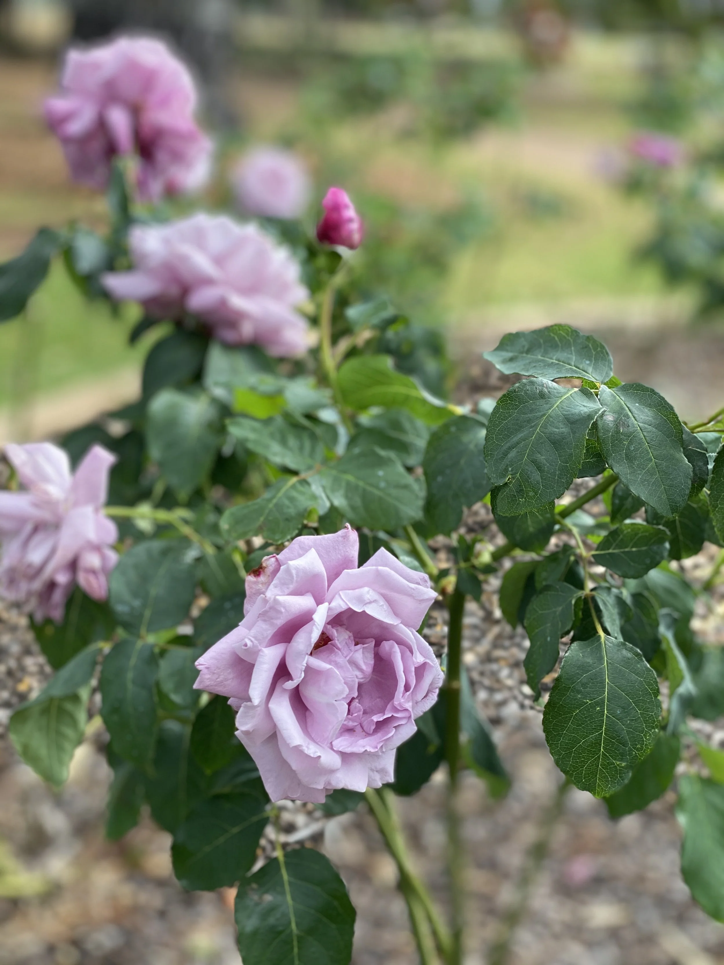Pink bougainvillea flowers with green leaves on a garden soil background.