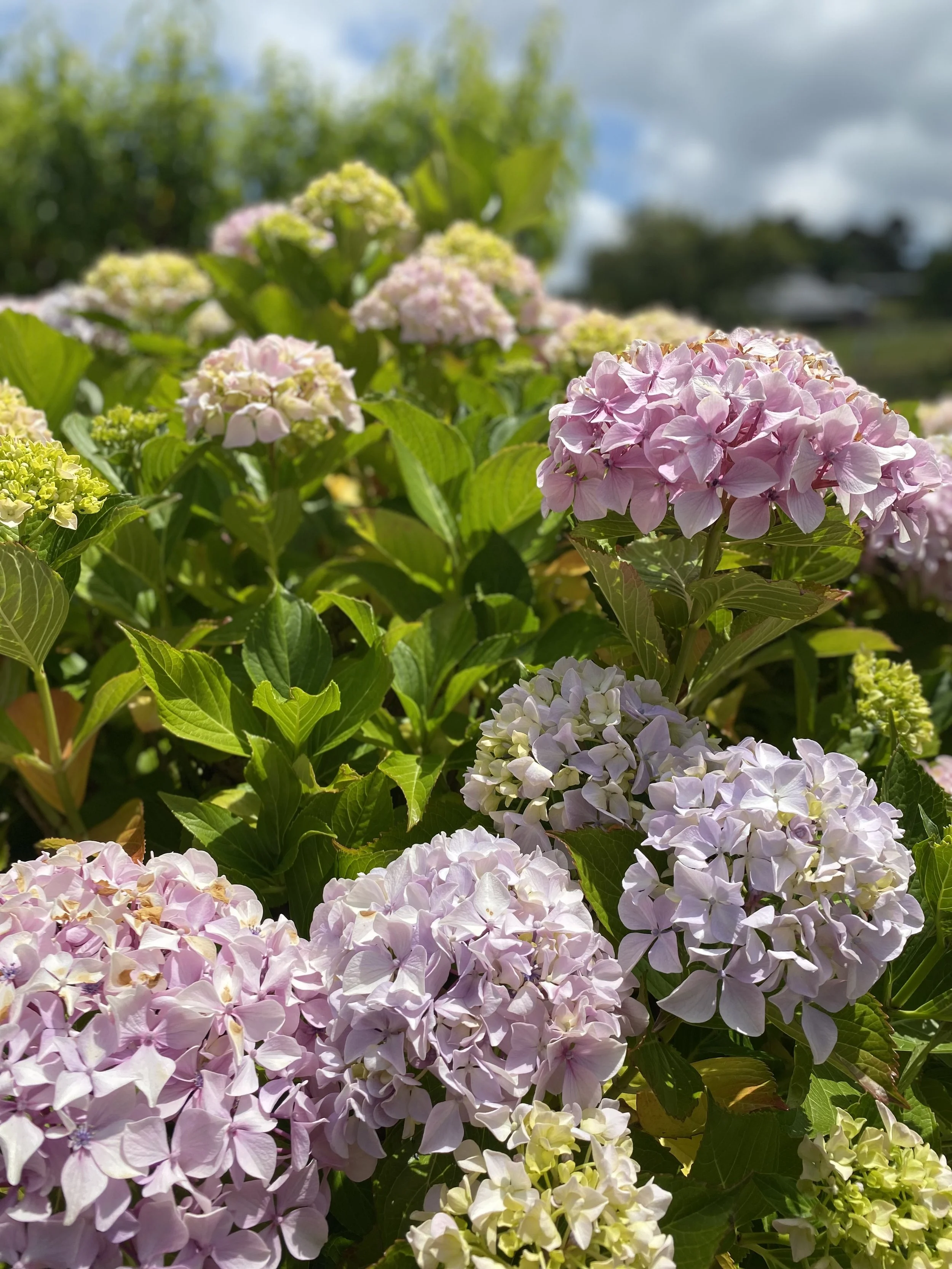 Close-up of pink and white hydrangea flowers with green leaves, under a partly cloudy sky.