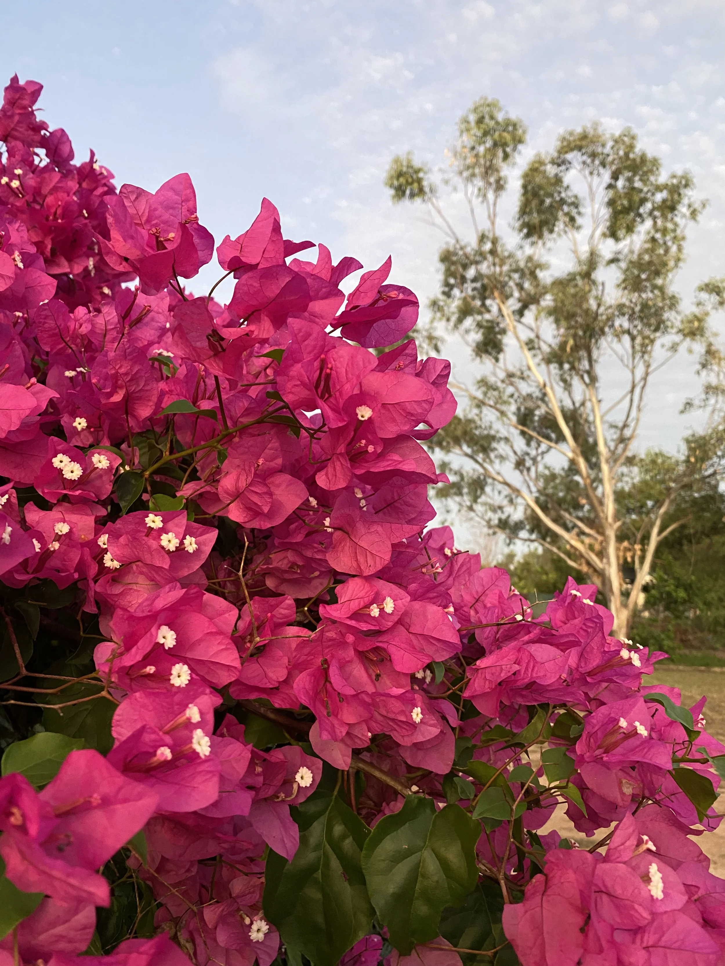 Close-up of bright pink bougainvillea flowers with small white blossoms and green leaves, with a background of trees and partially cloudy sky.