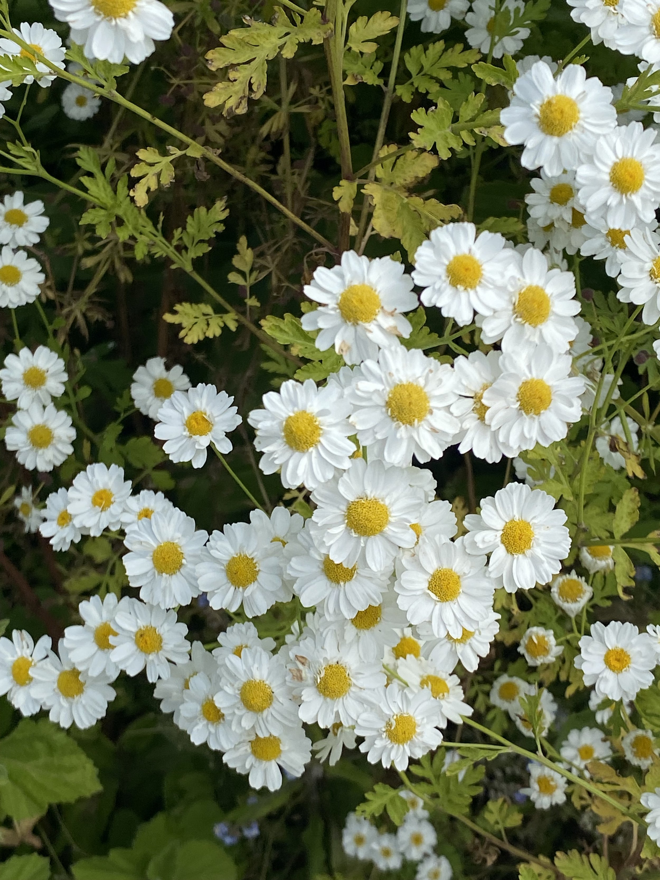 Close-up of white flowers with yellow centers and green leaves.