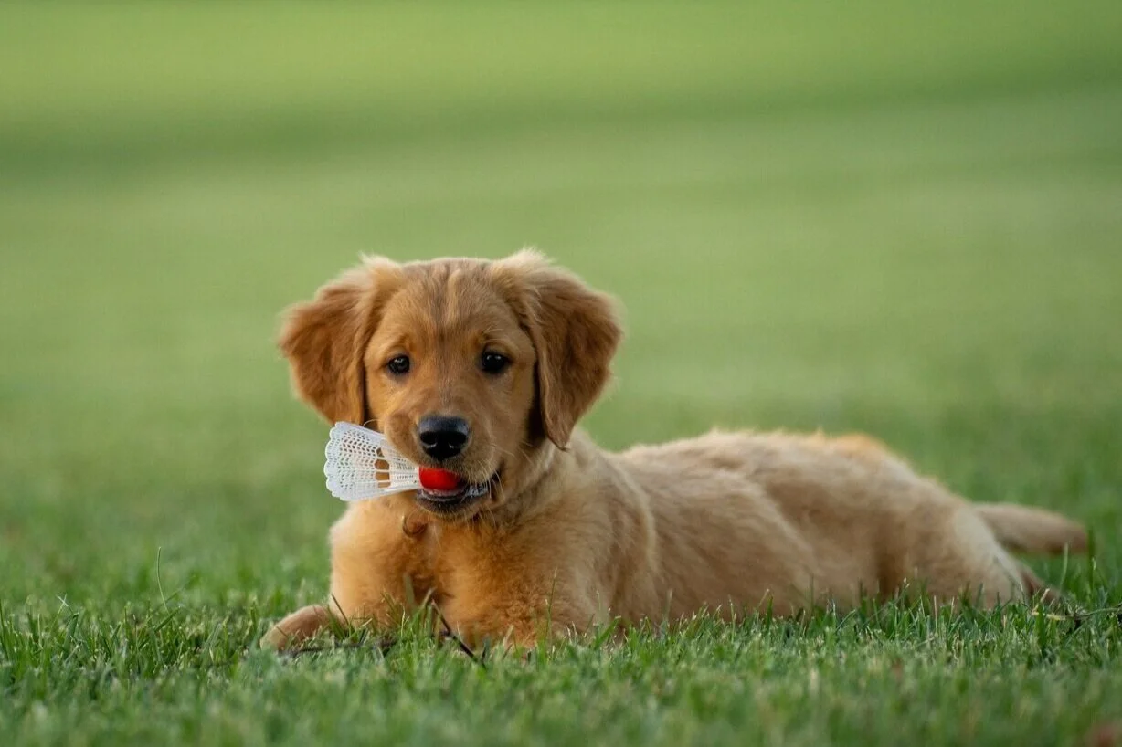 Gone to the Dogs