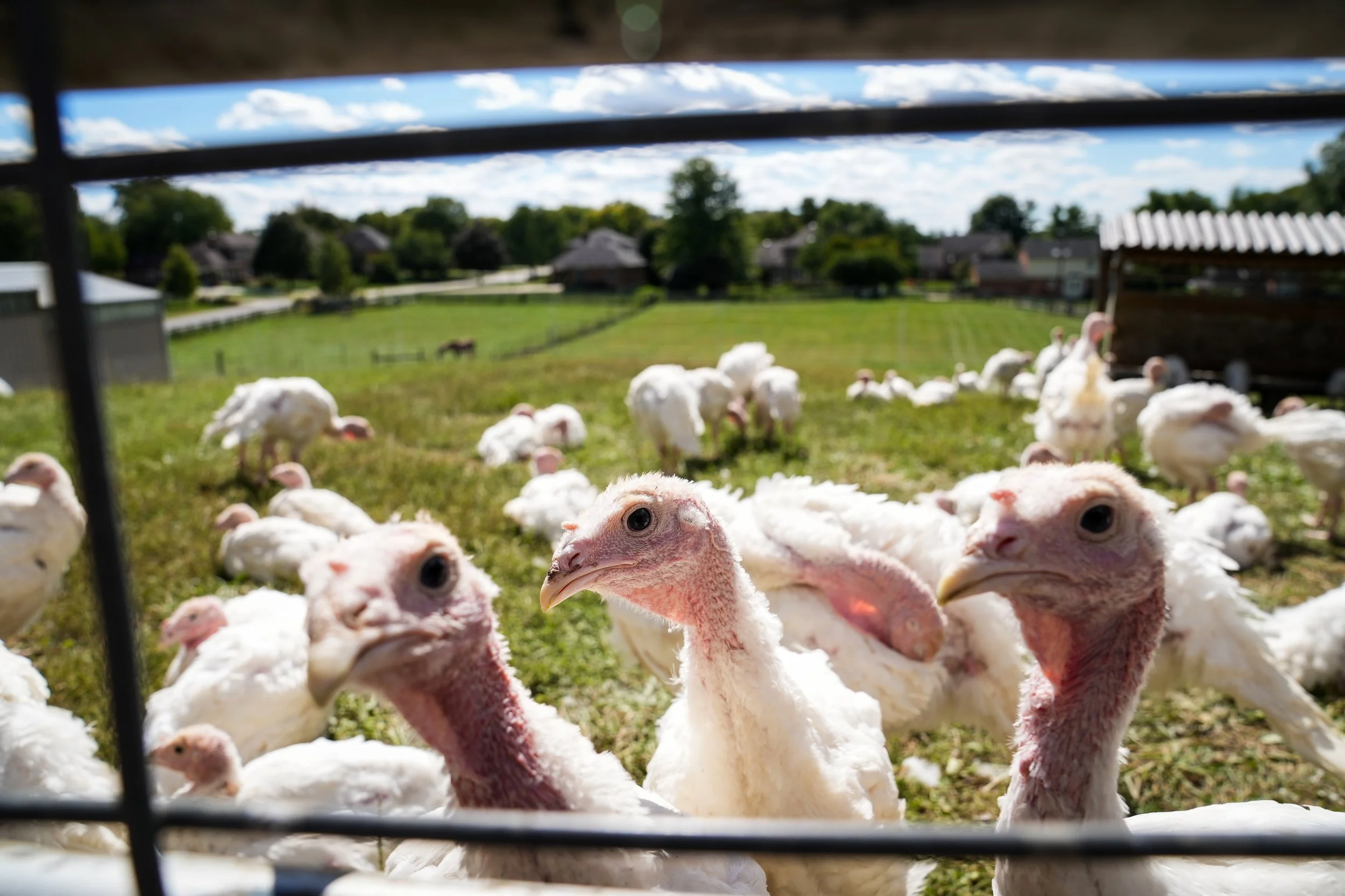 Gobble, Gobble!