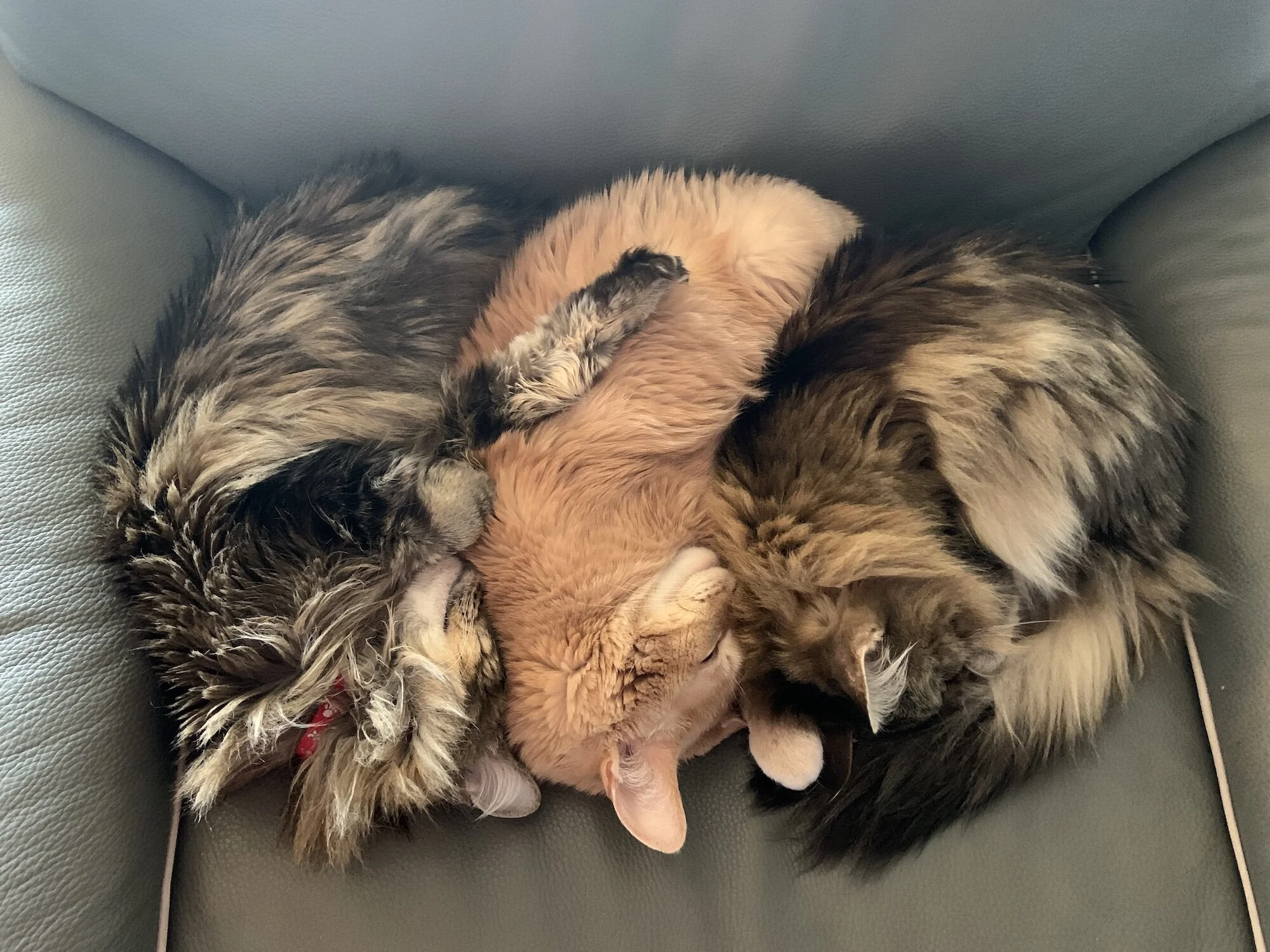 This box of cats belongs to Betsy Ross.