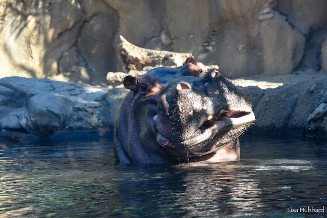 Photo by Lisa Hubbard /  Cincinnati Zoo