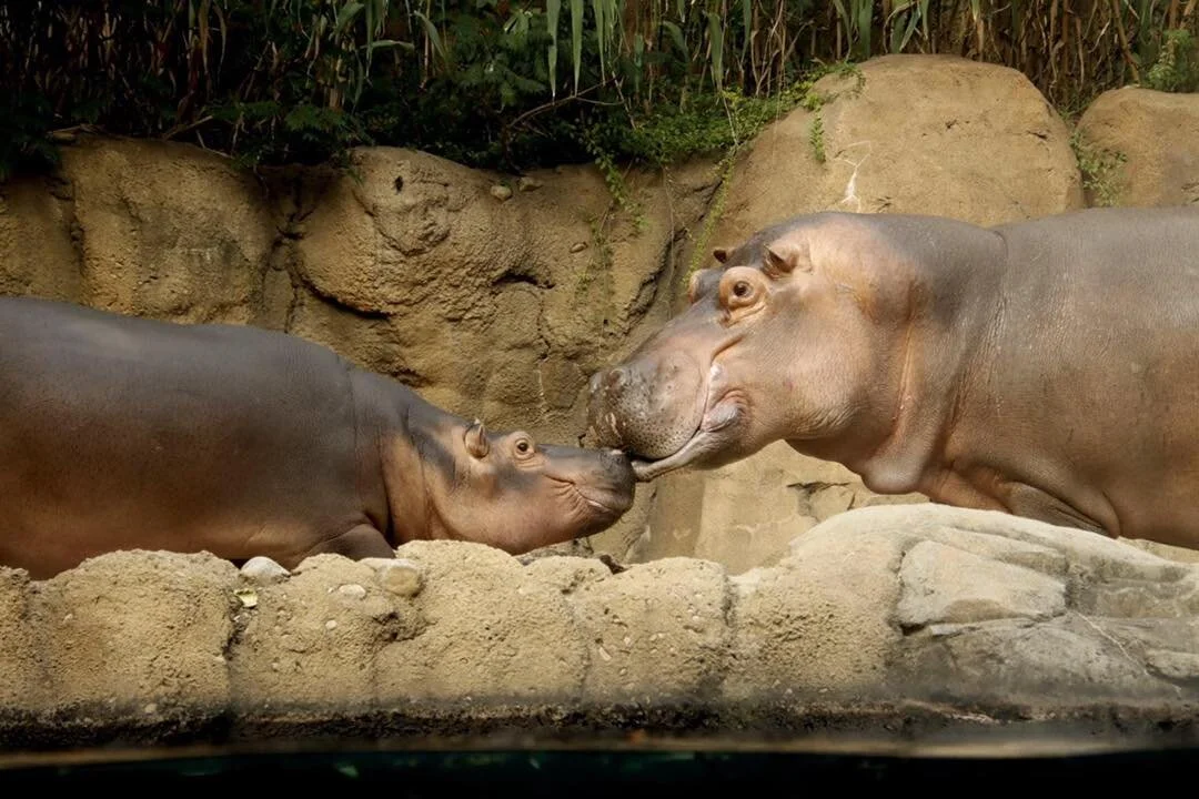 Cincinnati Zoo