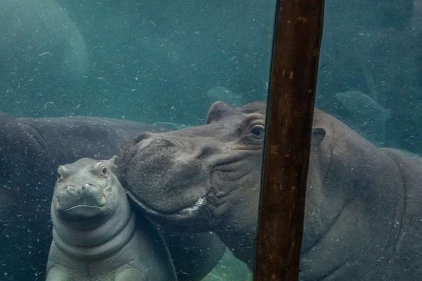 Mom's Day Out