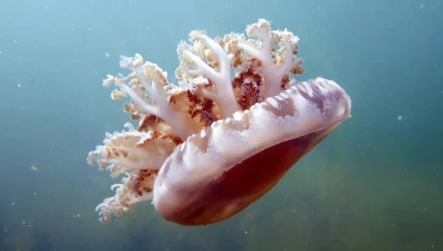 NAQ25_Jellies_UpsidedownJelliesB_625x355.jpg