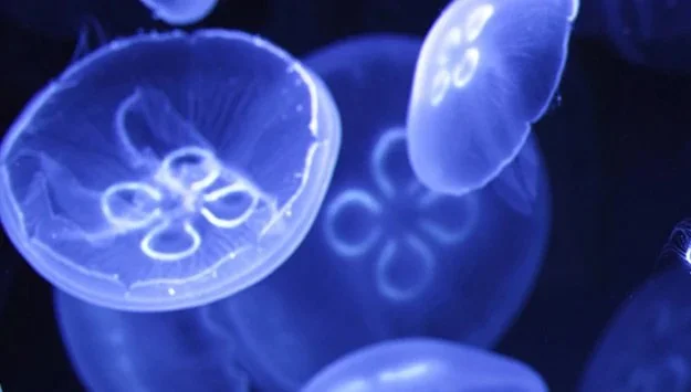 NAQ25_Jellies_MoonJeliies_625x355.jpg