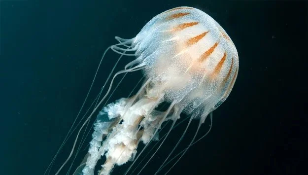NAQ25_Jellies_AtlanticSeaNettles_625x355.jpg