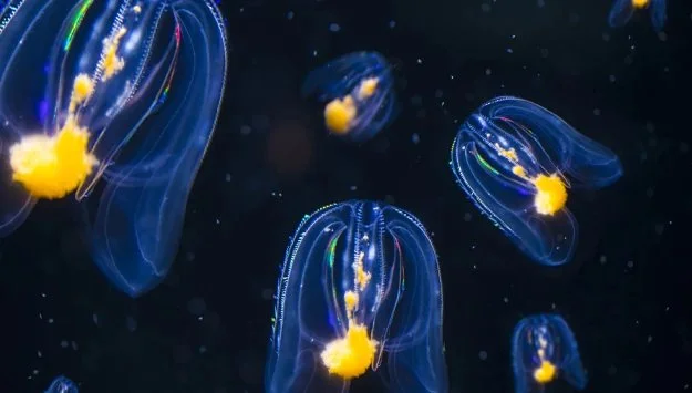 NAQ25_Jellies_CombJellies_625x355.jpg