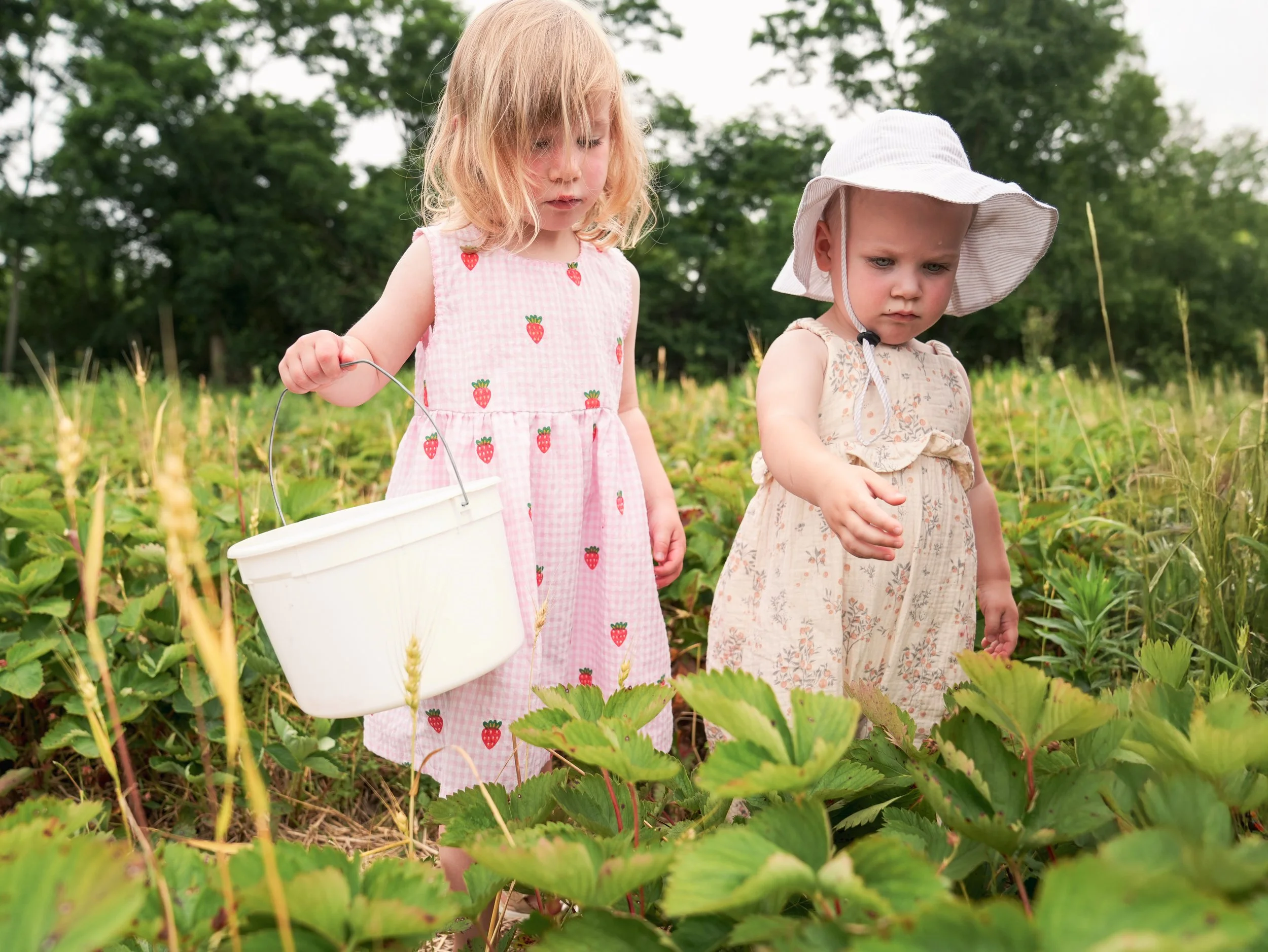20250613_BerryPicking_0364e.jpg