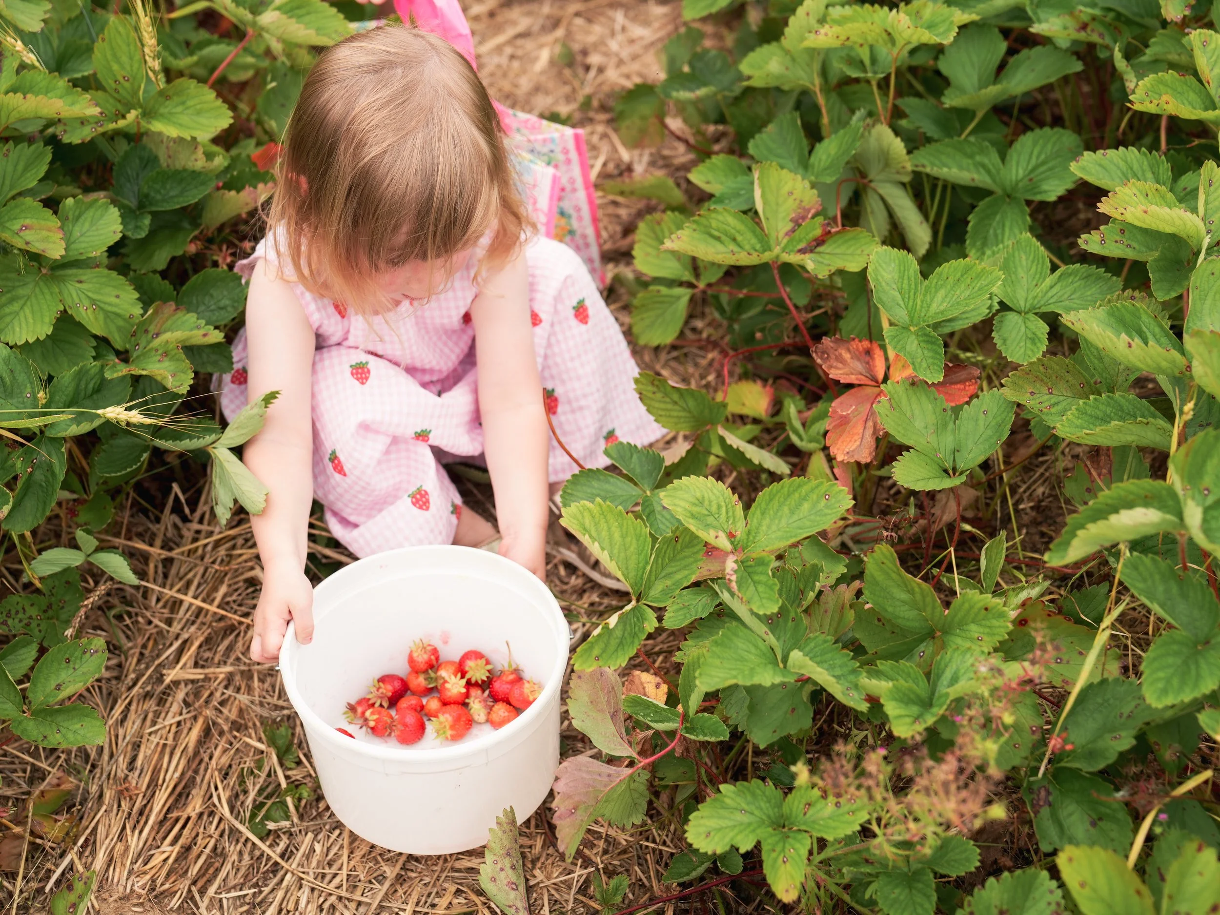 20250613_BerryPicking_0258e.jpg