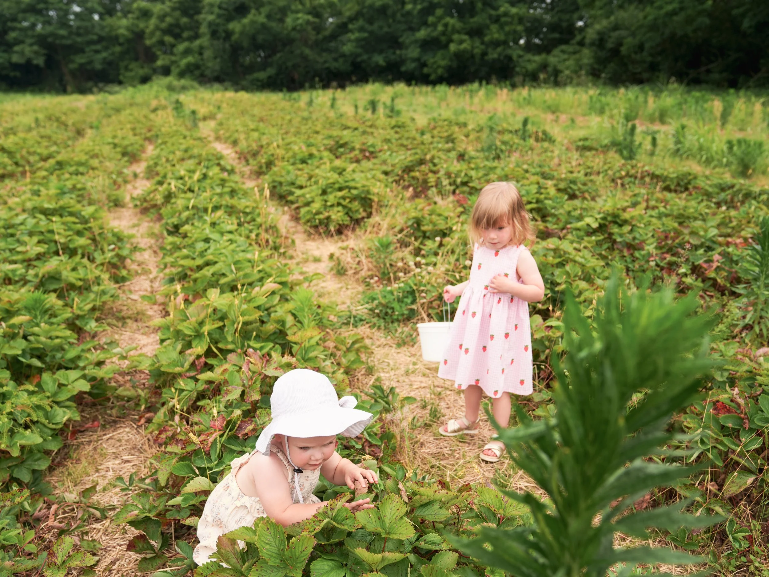 20250613_BerryPicking_0108e.jpg