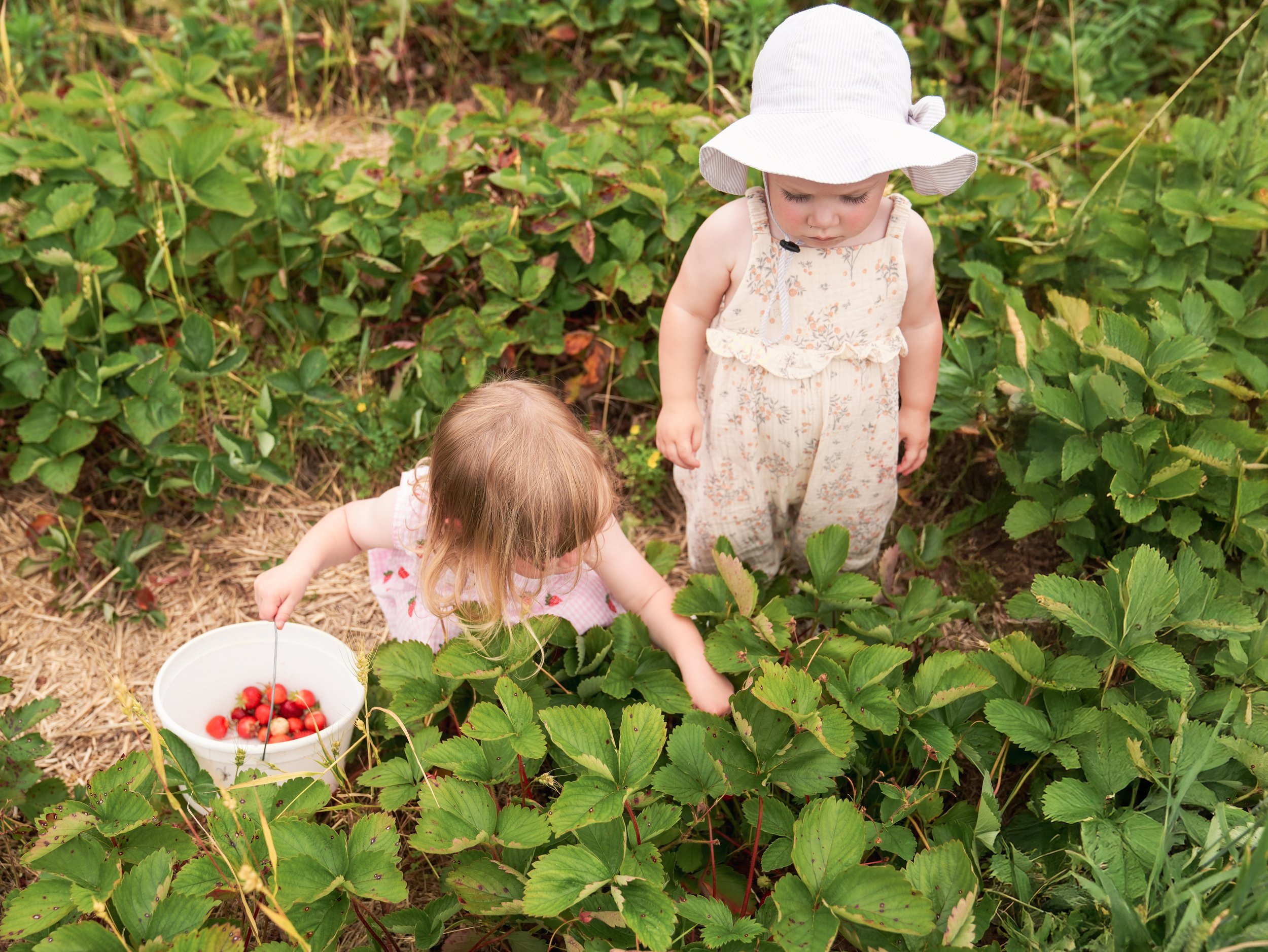 20250613_BerryPicking_0345e.jpg