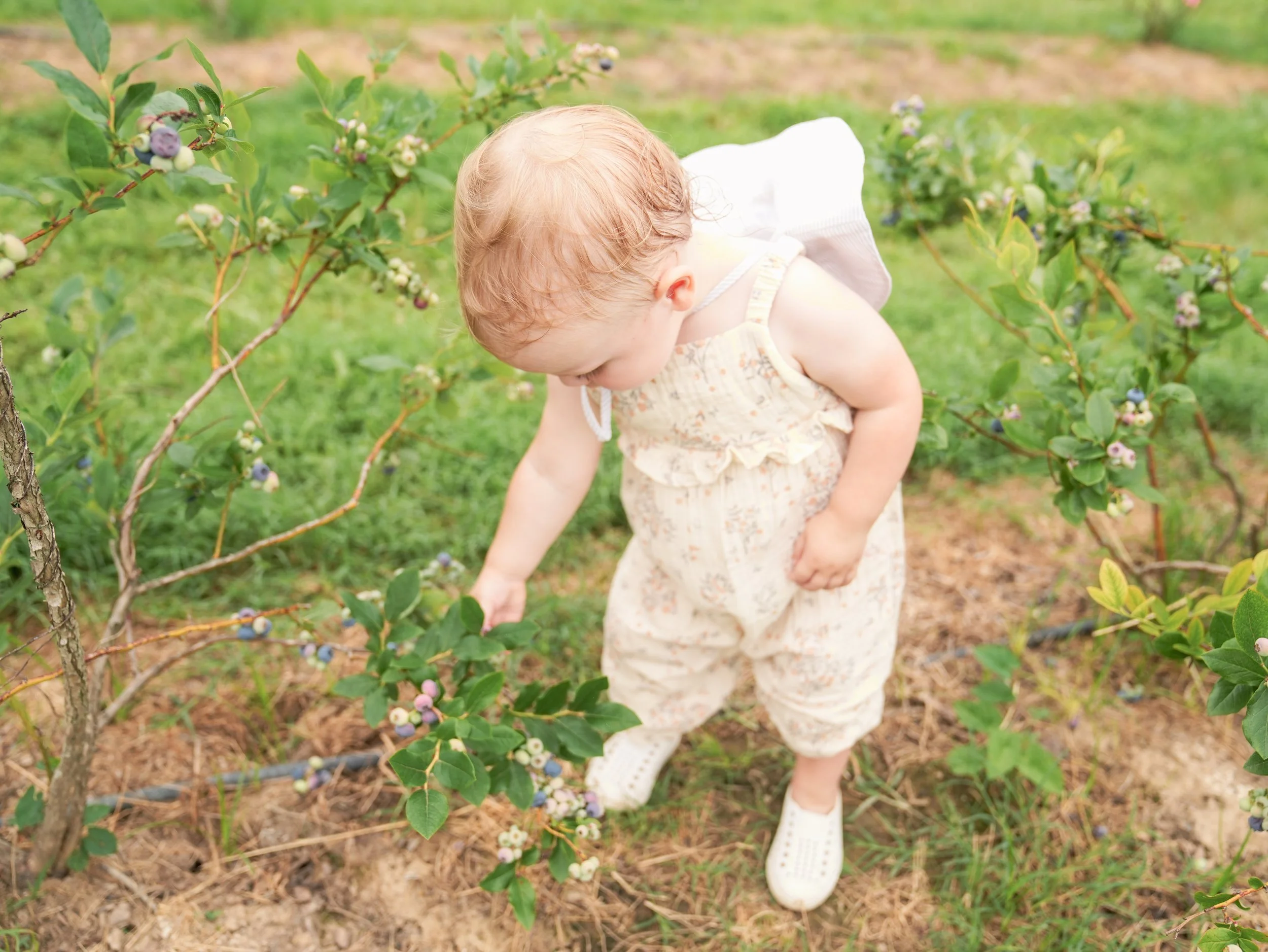 20250613_BerryPicking_0525e.jpg