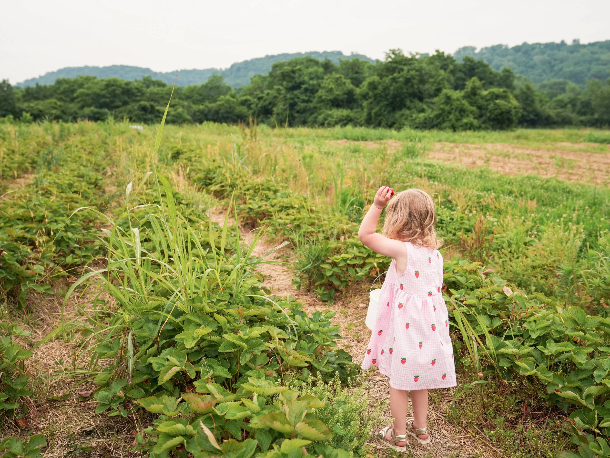 20250613_BerryPicking_0461e.jpg